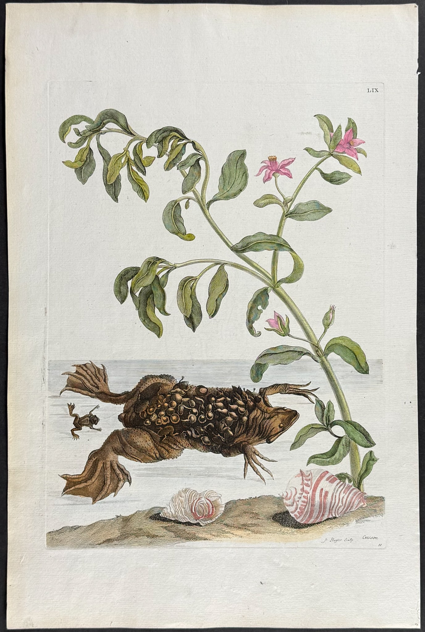 Merian, Folio - Watercress with Surinam Toad & Shells. 59 (1 of 1)