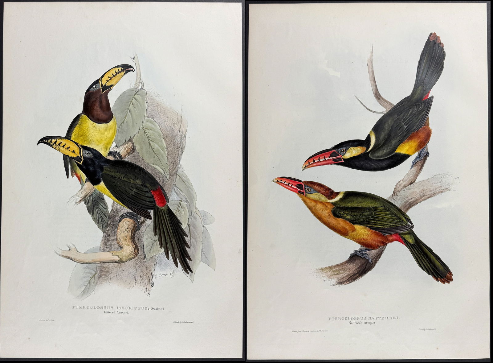 Gould - Pair of Toucan Lithographs (1 of 3)