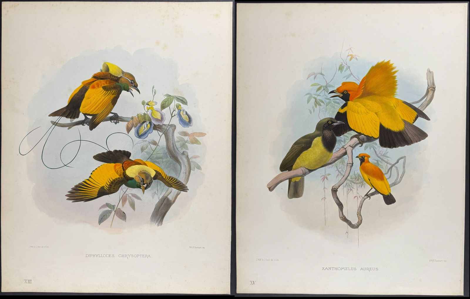 Elliot - Pair of Bird or Paradise Lithographs (1 of 3)