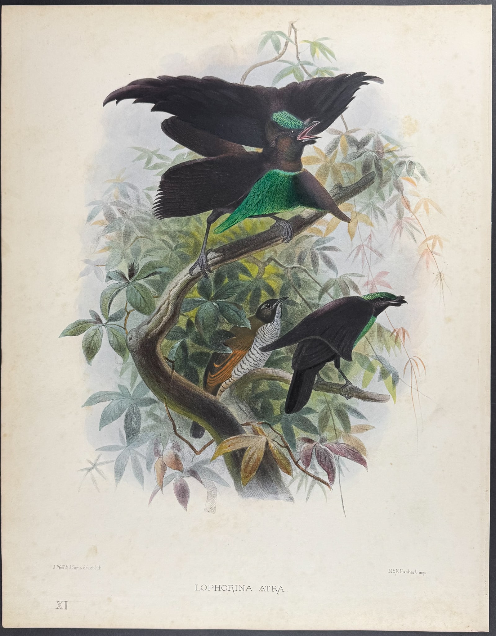 Elliot - Superb Bird of Paradise (1 of 1)