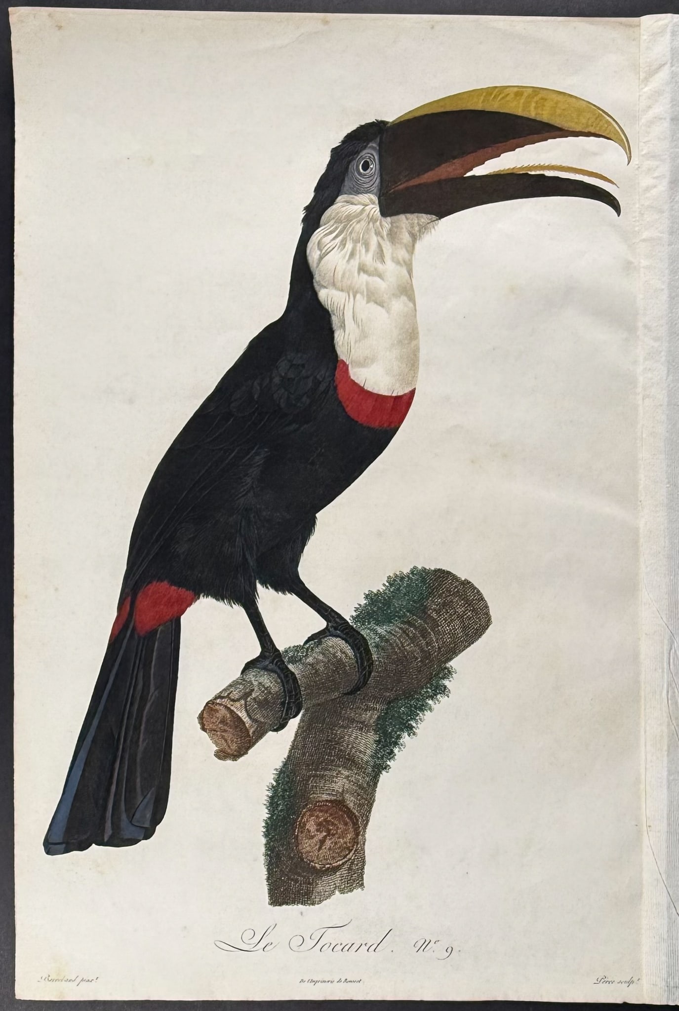 Barraband - Toucan. 9 (1 of 1)