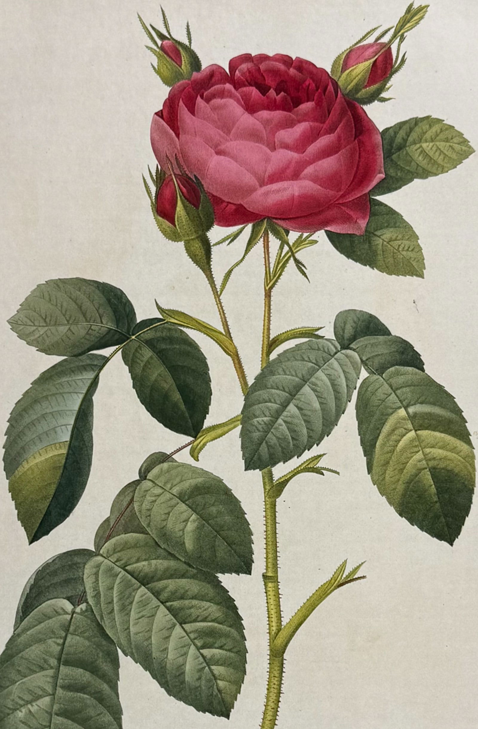 Redoute, Folio - Rose - Rosa Gallica latifolia (1 of 2)
