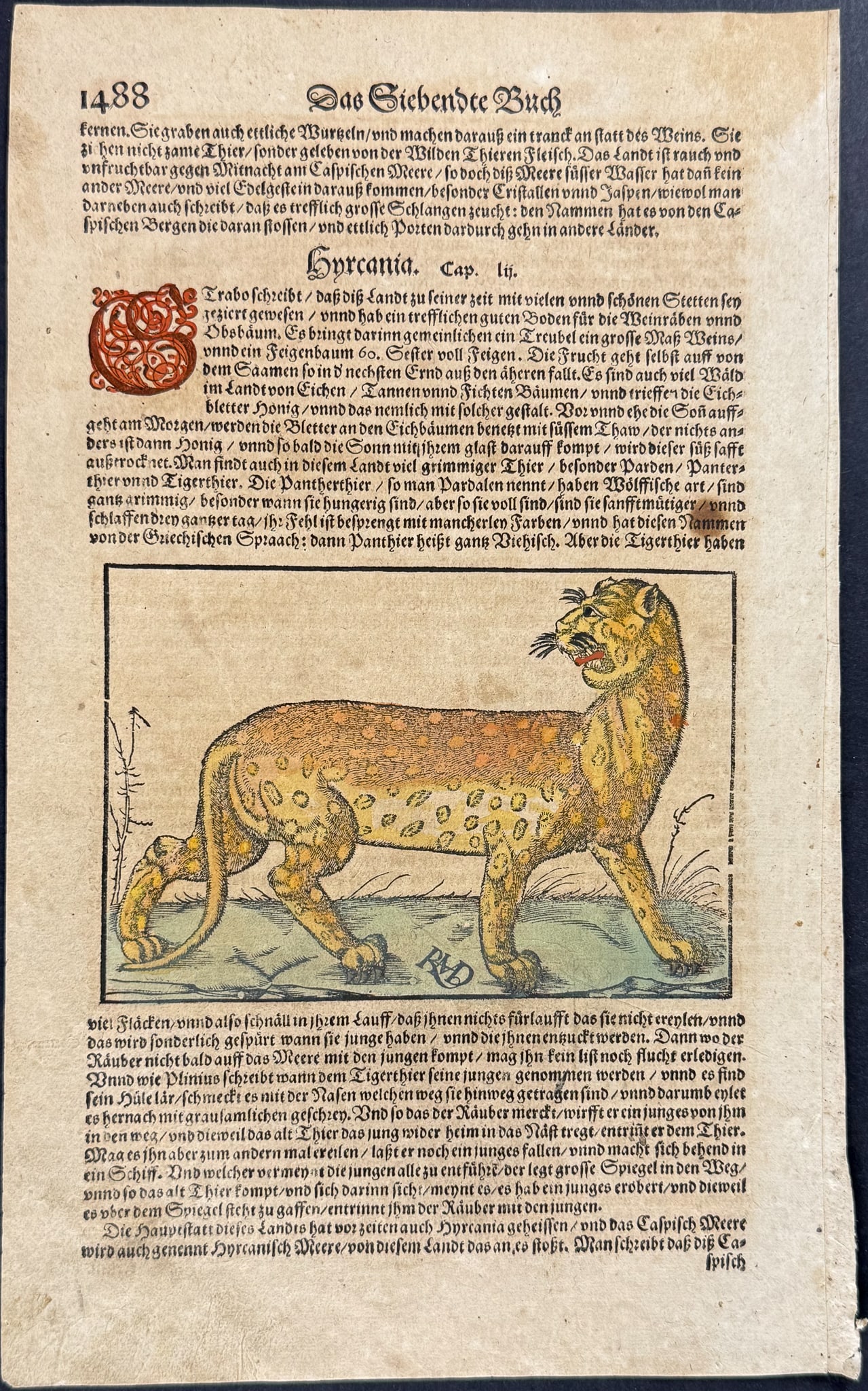 Munster - Leopard - 2