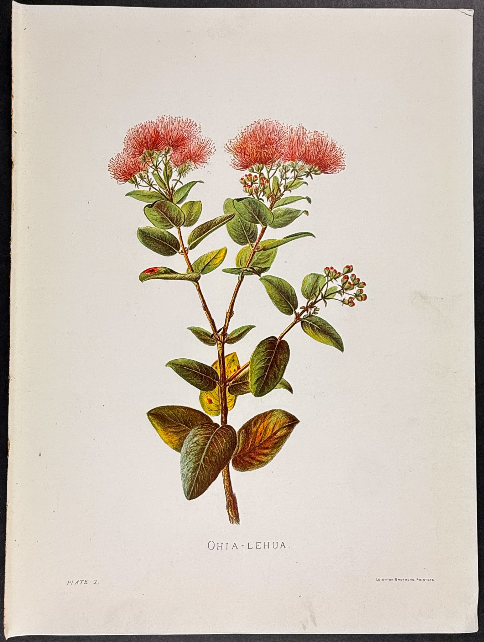 Sinclair, Hawaii - Ohia-lehua (Metrosideros polymorpha). 2: This beautiful chromolithograph is from Isabella Sinclair's Indigenous Flowers of the Hawaiian Islands: Forty-Four Plates Painted in Water-Colours and Described by Mrs. Francis Sinclair. The work was
