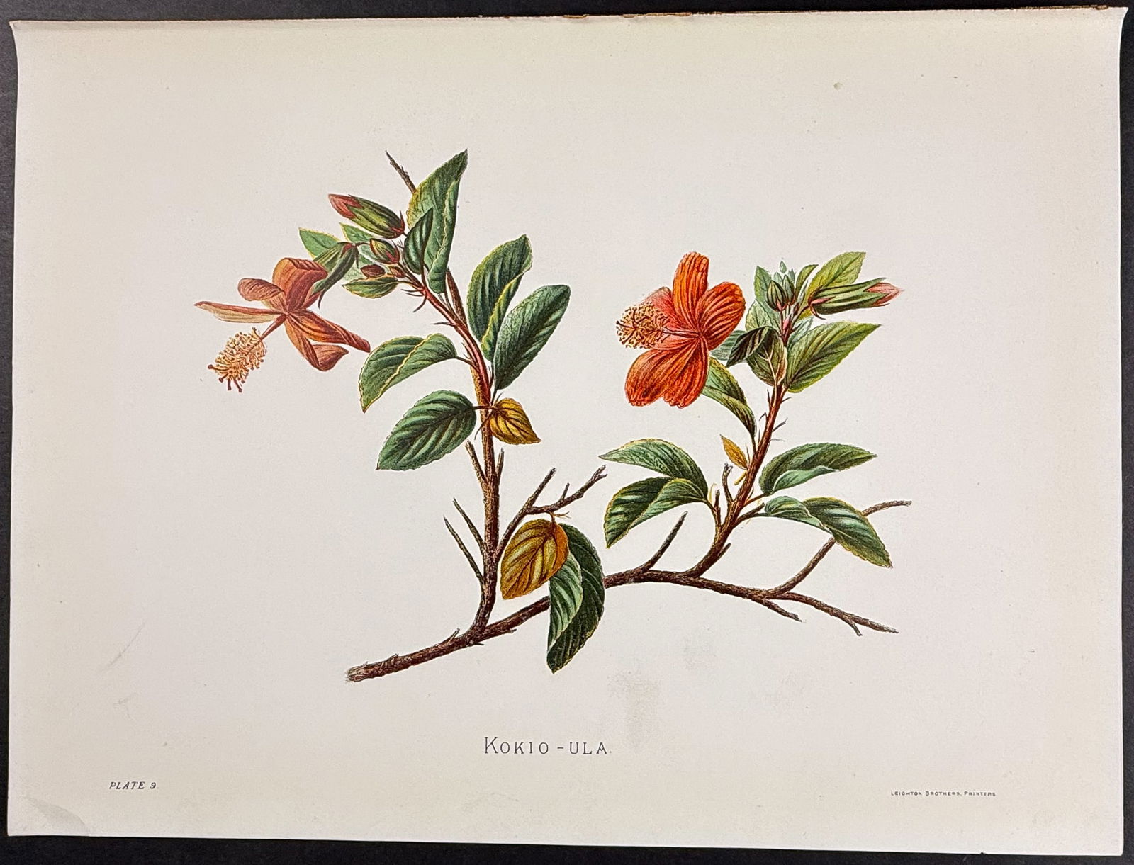 Sinclair, Hawaii - Kokio-ula (Hibiscus Arnottianus). 9: This beautiful chromolithograph is from Isabella Sinclair's Indigenous Flowers of the Hawaiian Islands: Forty-Four Plates Painted in Water-Colours and Described by Mrs. Francis Sinclair. The work was