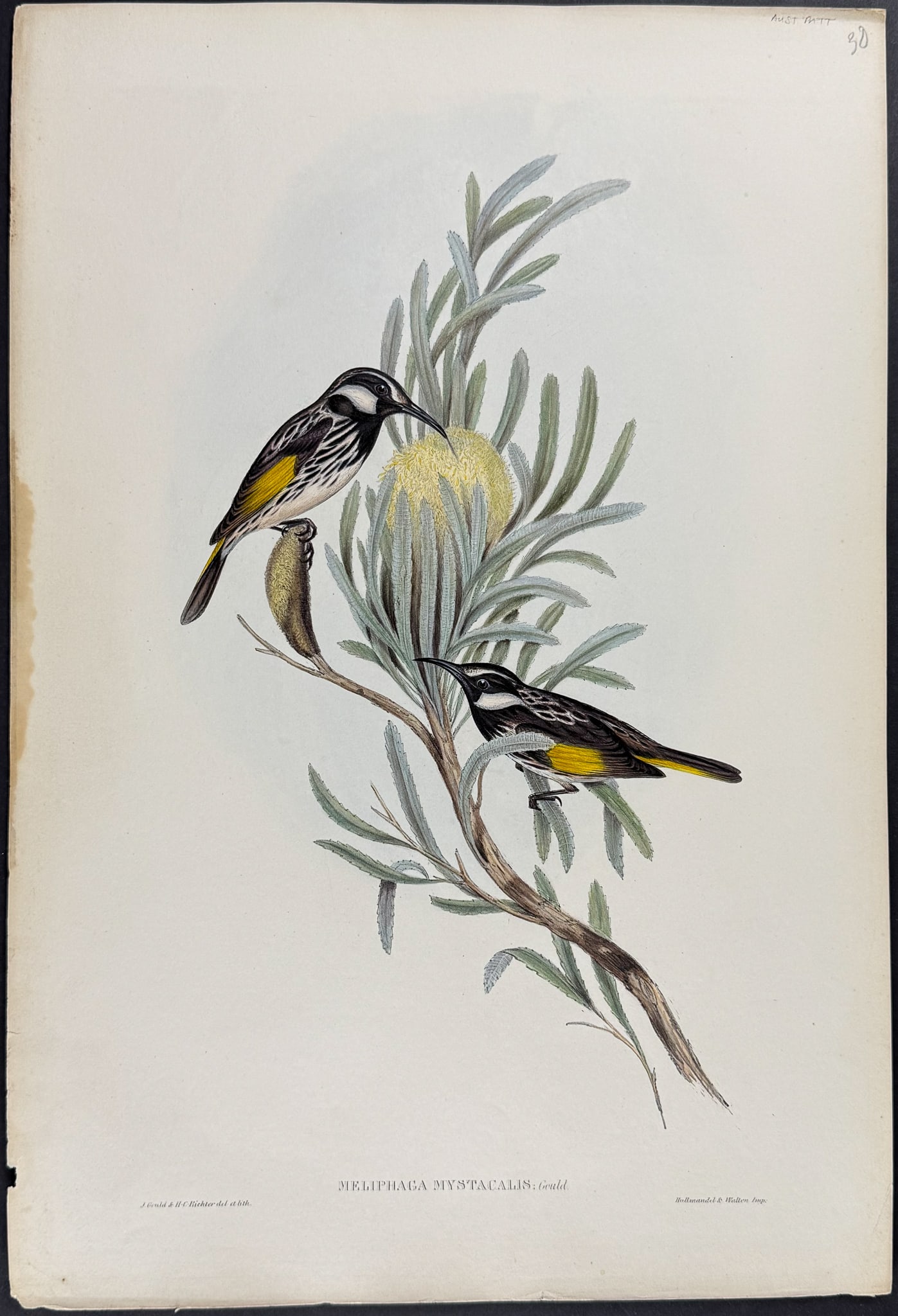 Gould, Australia - Moustached Honey-Eater with Banksia [Meliphaga Mystacalis] (1 of 1)