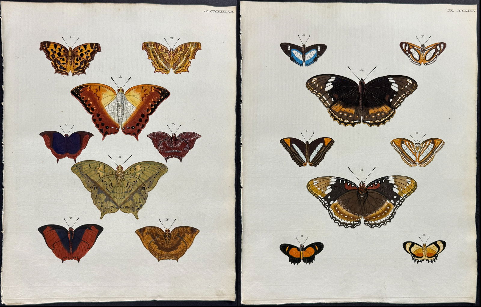Cramer - 4 Butterfly Engravings: This detailed, hand-colored engraving is from Pieter Cramer and Caspar Stoll?s De uitlandsche Kapellen voorkomende in de drie Waereld-Deelen... Papillons exotiques des trois parties du monde l?Asie, l