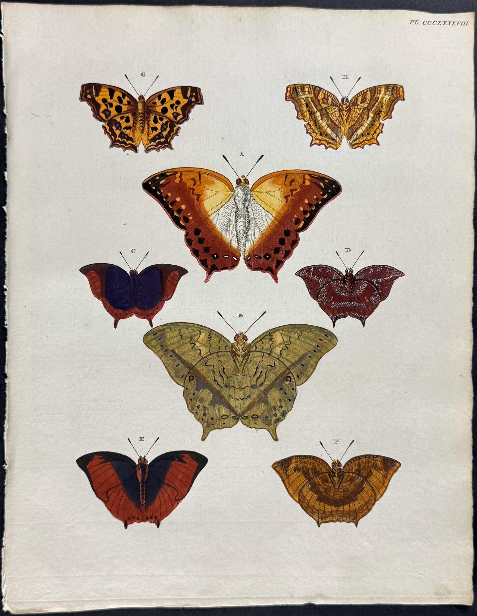 Cramer - 4 Butterfly Engravings - 2