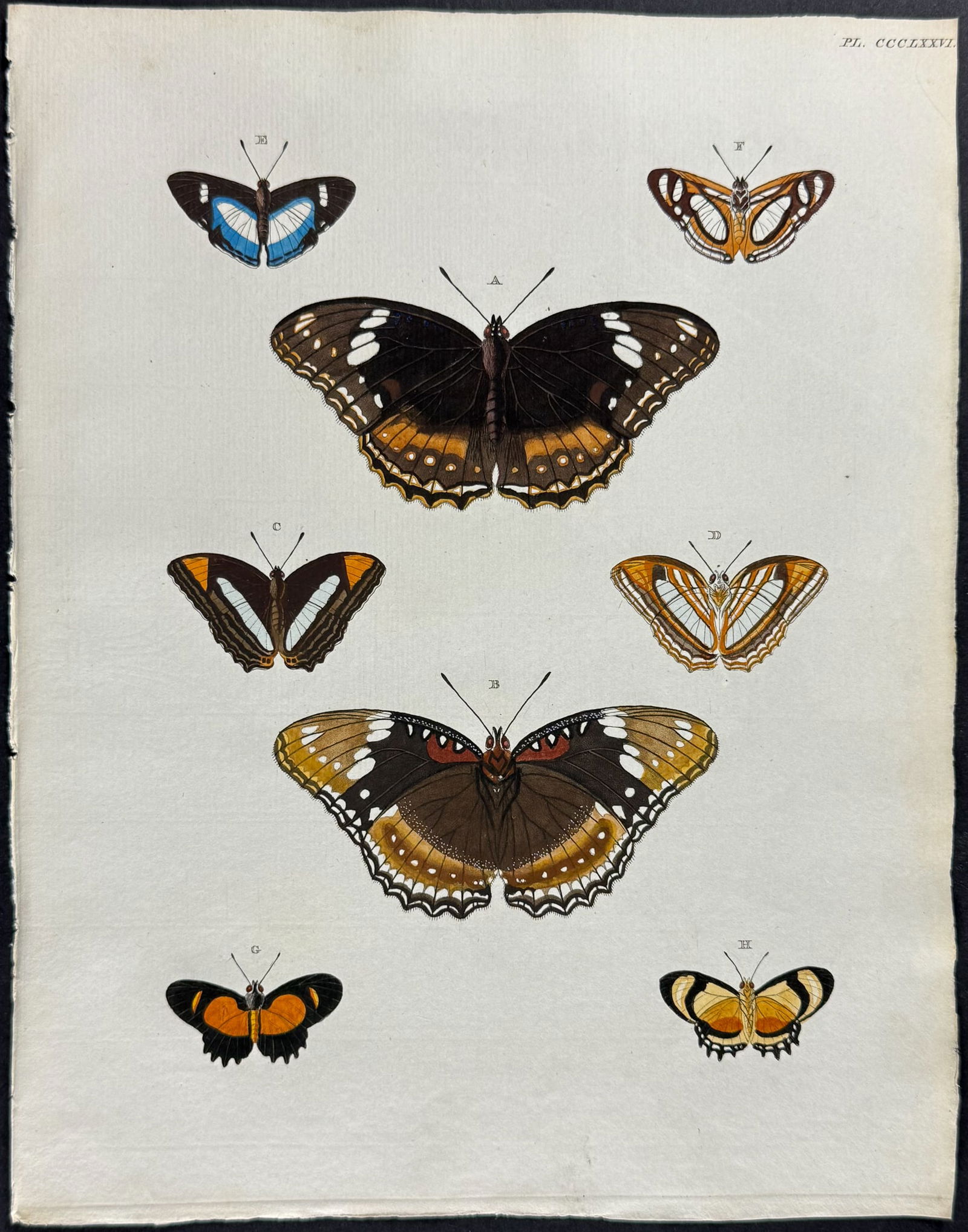 Cramer - 4 Butterfly Engravings - 3
