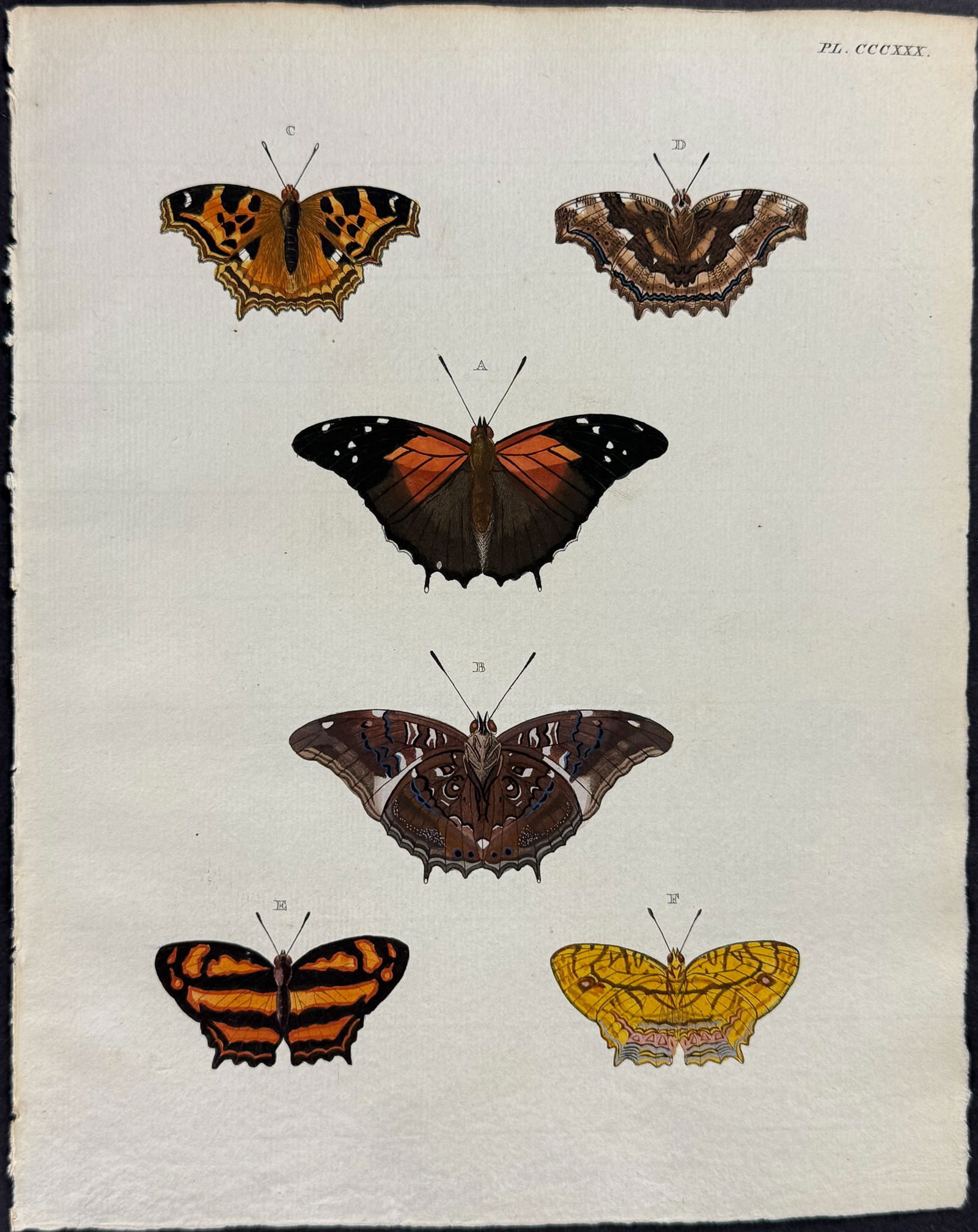 Cramer - 4 Butterfly Engravings - 5