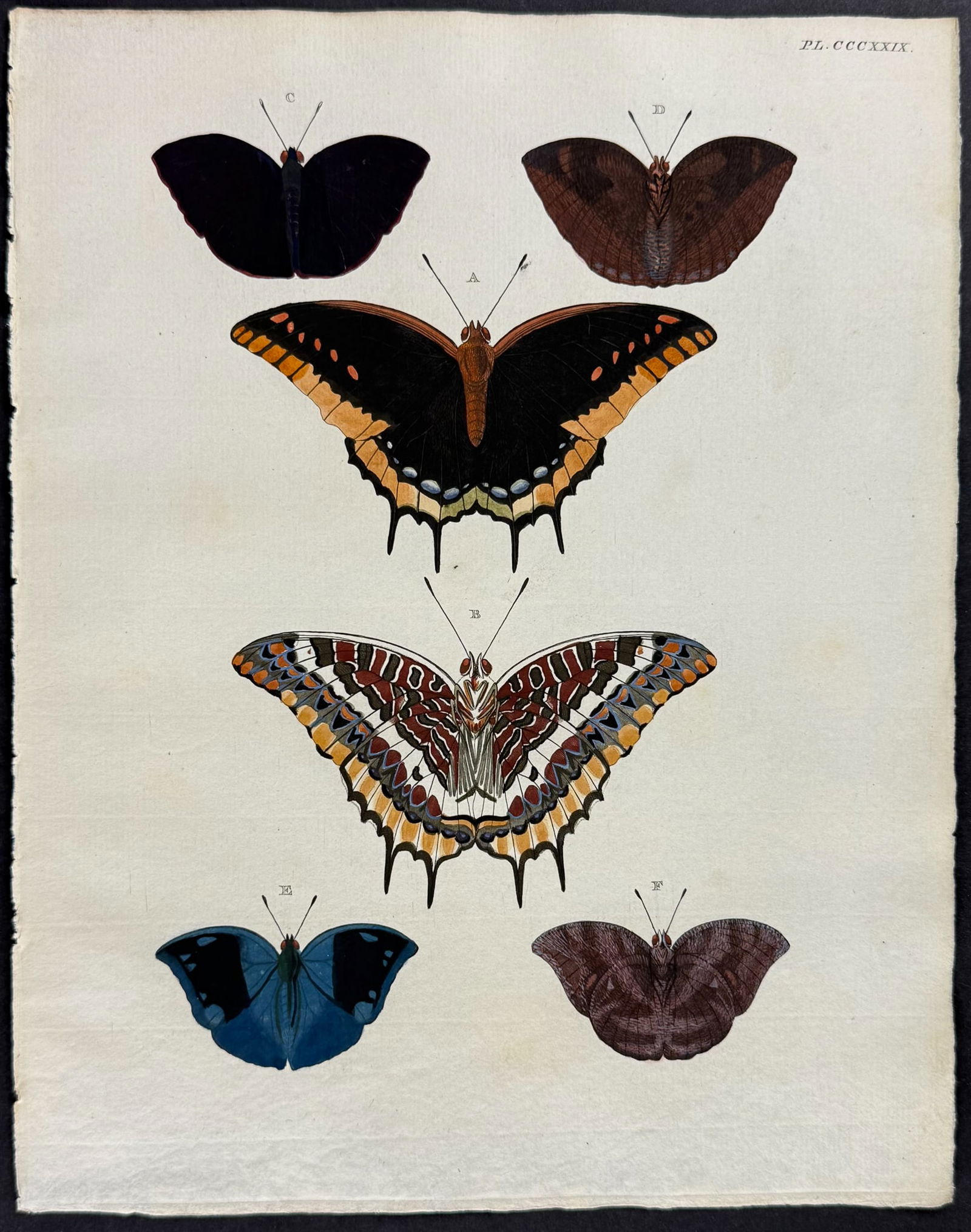 Cramer - Butterflies. 329 (1 of 1)