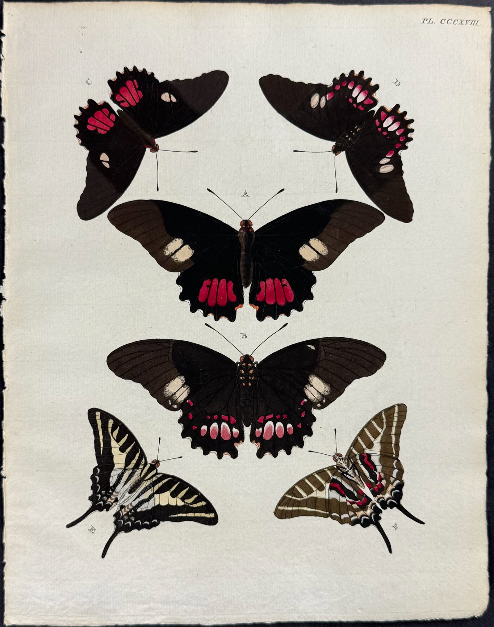 Cramer - Butterflies. 318 (1 of 1)