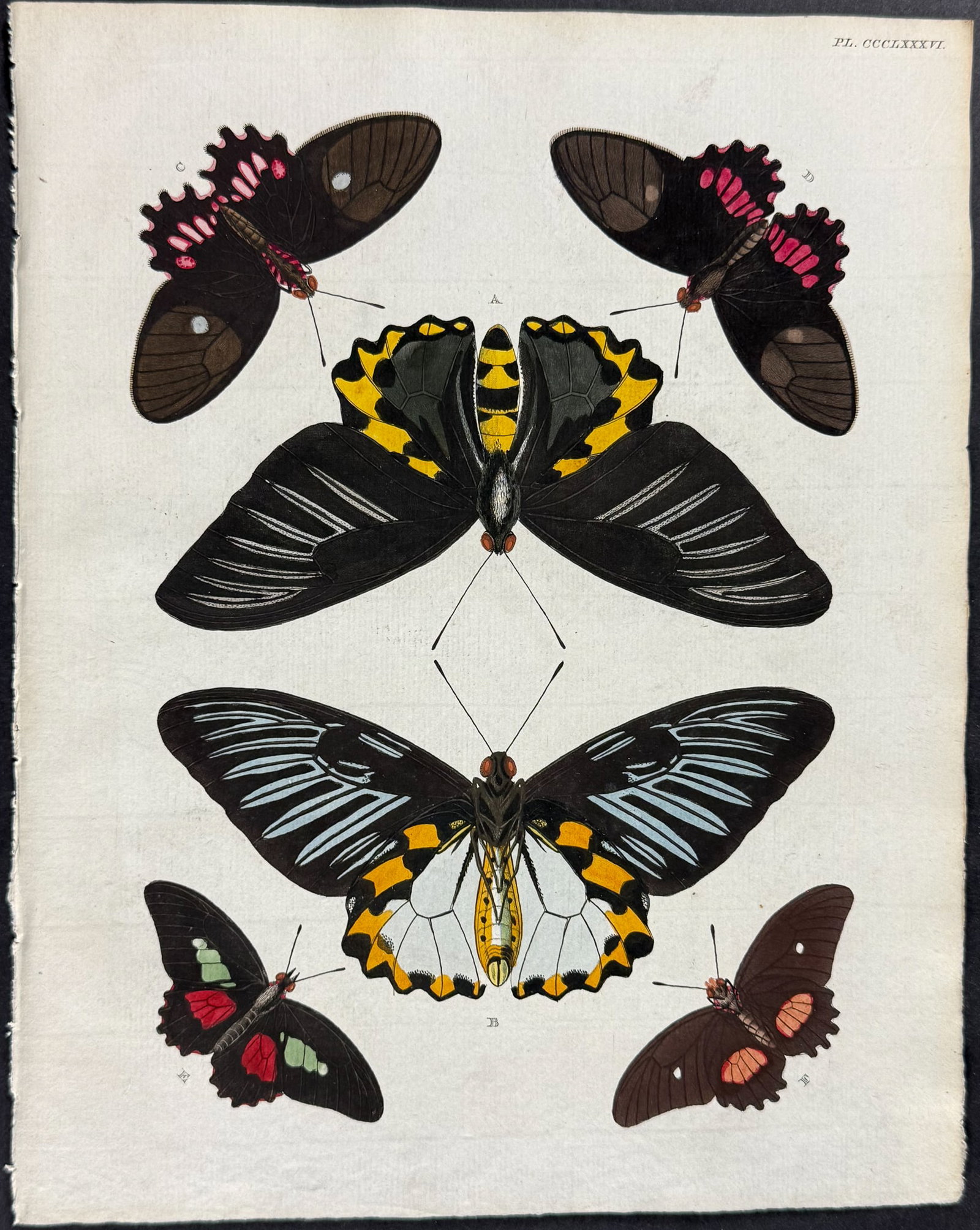 Cramer - Butterflies. 386: This detailed, hand-colored engraving is from Pieter Cramer and Caspar Stoll?s De uitlandsche Kapellen voorkomende in de drie Waereld-Deelen... Papillons exotiques des trois parties du monde l?Asie,