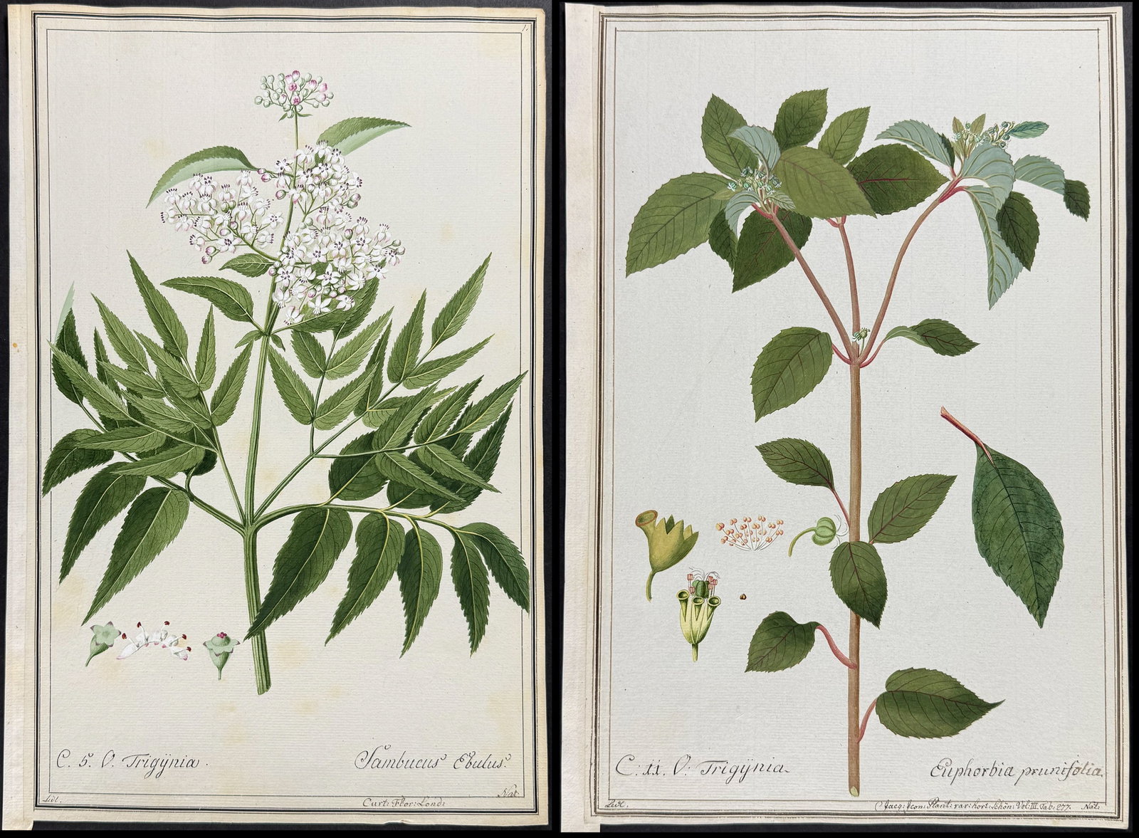6 Original Botanical Watercolors after Herz, Ledelmaier, Knapp for Curtis, Jacquin (according to: This superb original botanical watercolor is from a manuscript entitled Hortus Botanicus which illustrated plants according to the Linnaean system and Willdenow's revisions. The manuscript was complet