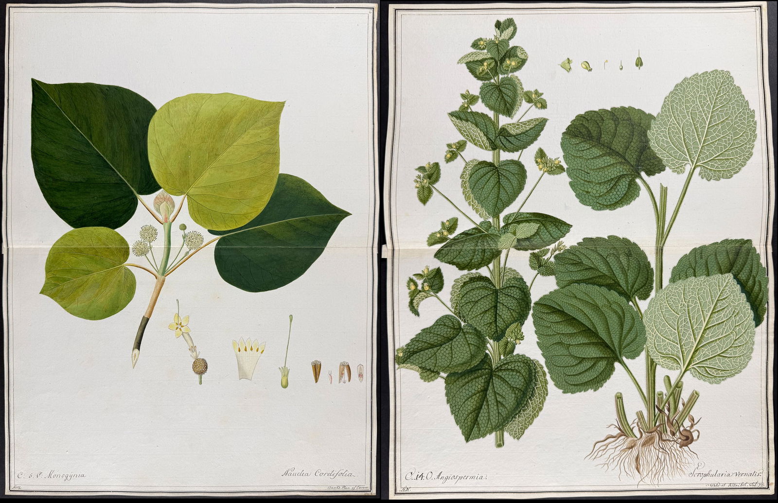 4 Original Botanical Watercolors after Ledel, Herz for Blackwell, Banks, Kitaibel (according to: This superb original botanical watercolor is from a manuscript entitled Hortus Botanicus which illustrated plants according to the Linnaean system and Willdenow's revisions. The manuscript was complet