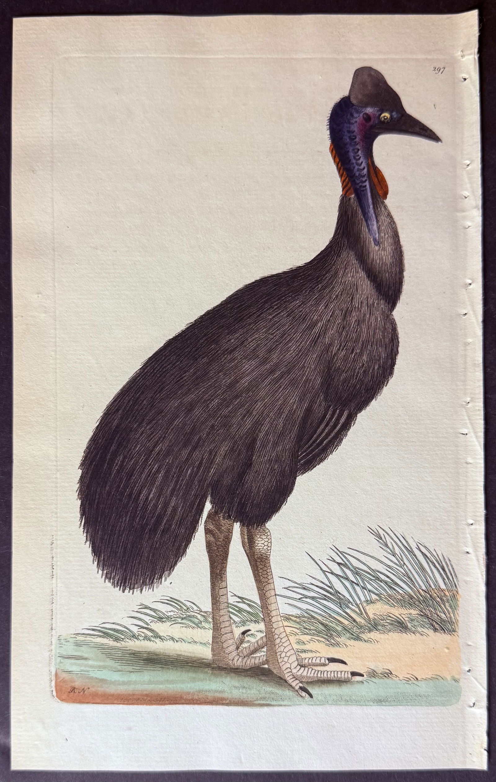 Shaw & Nodder - Galeated Cassowary (Native to Australia & New Guinea). 297: The Naturalist's Miscellany was a monumental 24-volume work, known for its wide range of birds, reptiles, insects, quadrupeds, sea life, and botanicals. These prints are highly sought after by