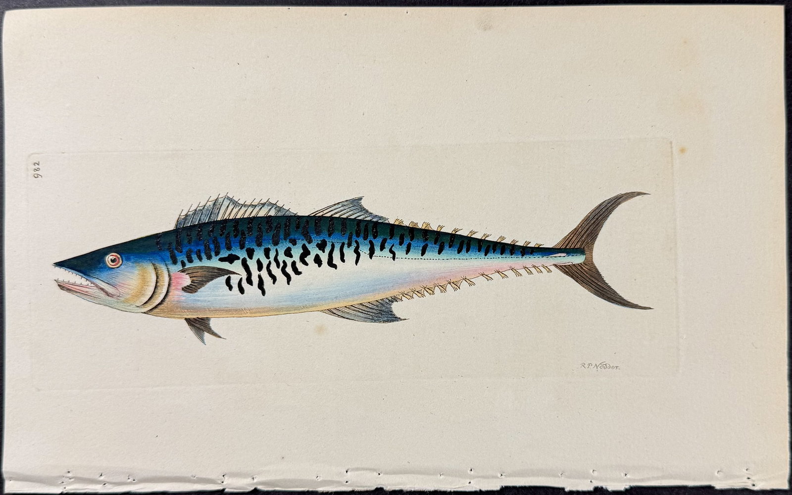 Shaw & Nodder - Mottled Mackrel. 982: The Naturalist's Miscellany was a monumental 24-volume work, known for its wide range of birds, reptiles, insects, quadrupeds, sea life, and botanicals. These prints are highly sought after by