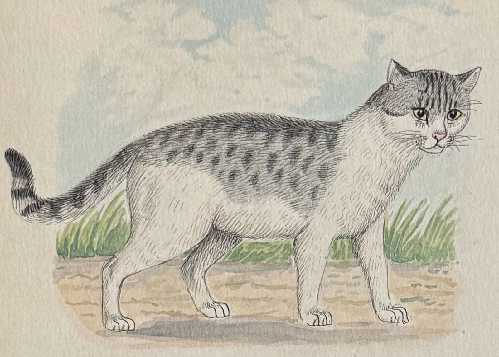 Original Watercolor of House Cat [Felis domestica]: This lovely original watercolor was done in Denmark between 1890 and 1893. The manuscript was authored and illustrated by by J. P. Nyborg. The watercolors were originally bound with hand-written title