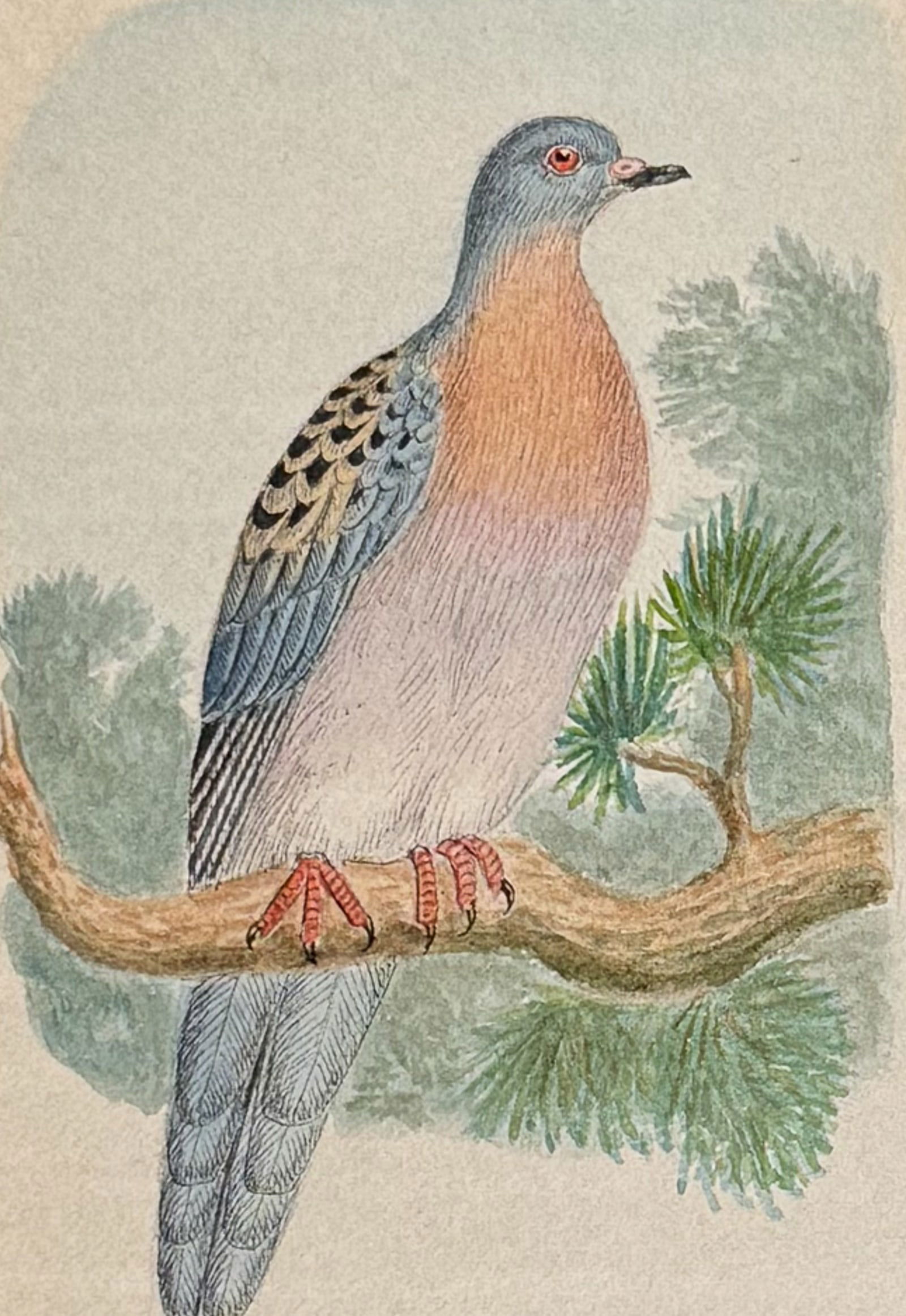 Original Watercolor of Passenger Pigeon (extinct) [Ectopistes migratorius]: This lovely original watercolor was done in Denmark between 1890 and 1893. The manuscript was authored and illustrated by by J. P. Nyborg. The watercolors were originally bound with hand-written title
