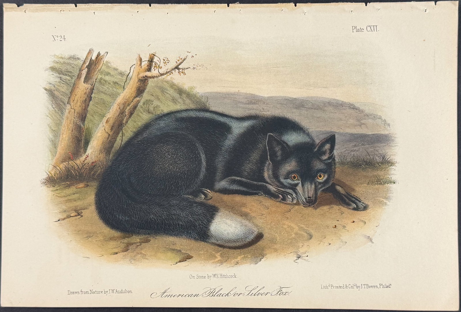 Audubon - American Black or Silver Fox. 116 (1 of 1)