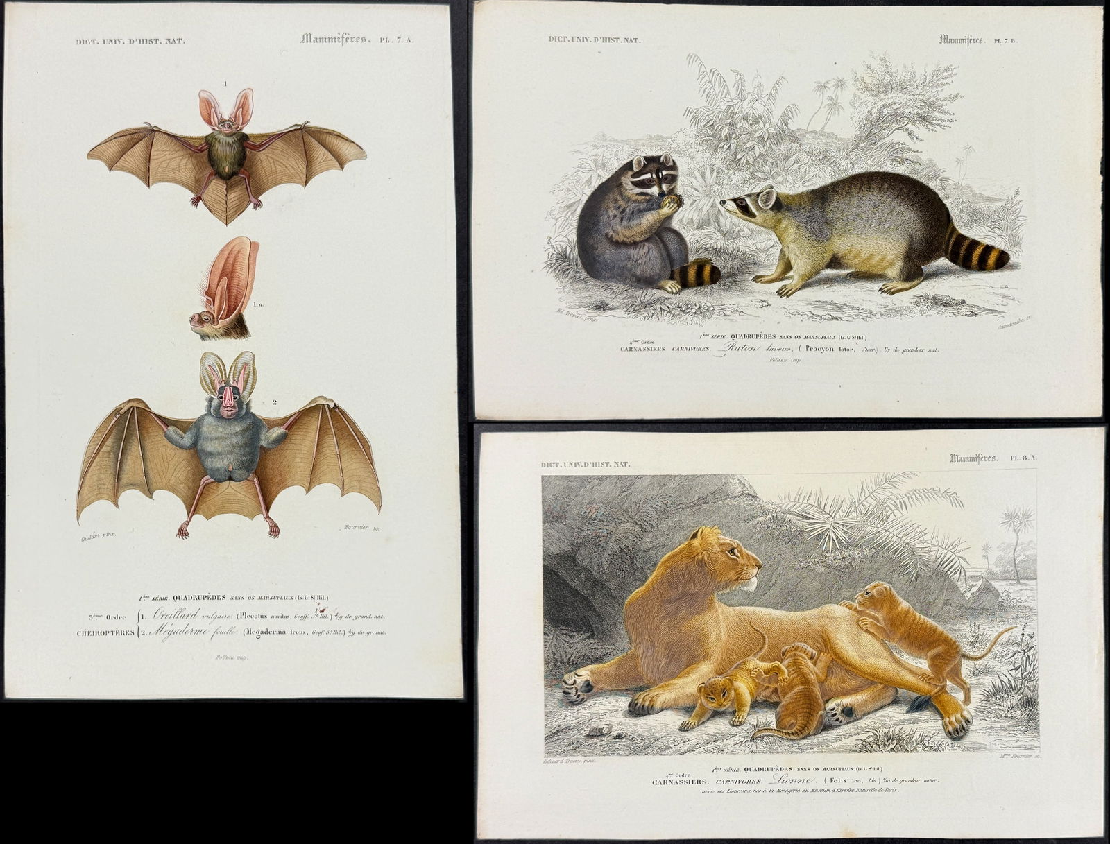 D'Orbigny - 14 Mammal Engravings (Squirrels, Raccoon, Lion, Seal, Beaver, Armadillo, Sloth, Lemur, (1 of 15)