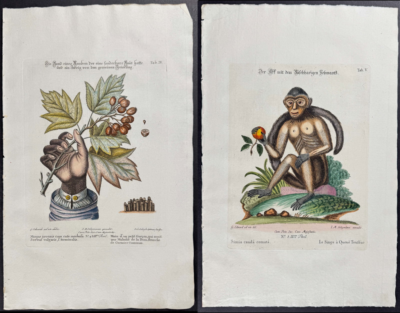 Seligmann after Edwards - Pair of Monkey or Primate Engravings (1 of 3)