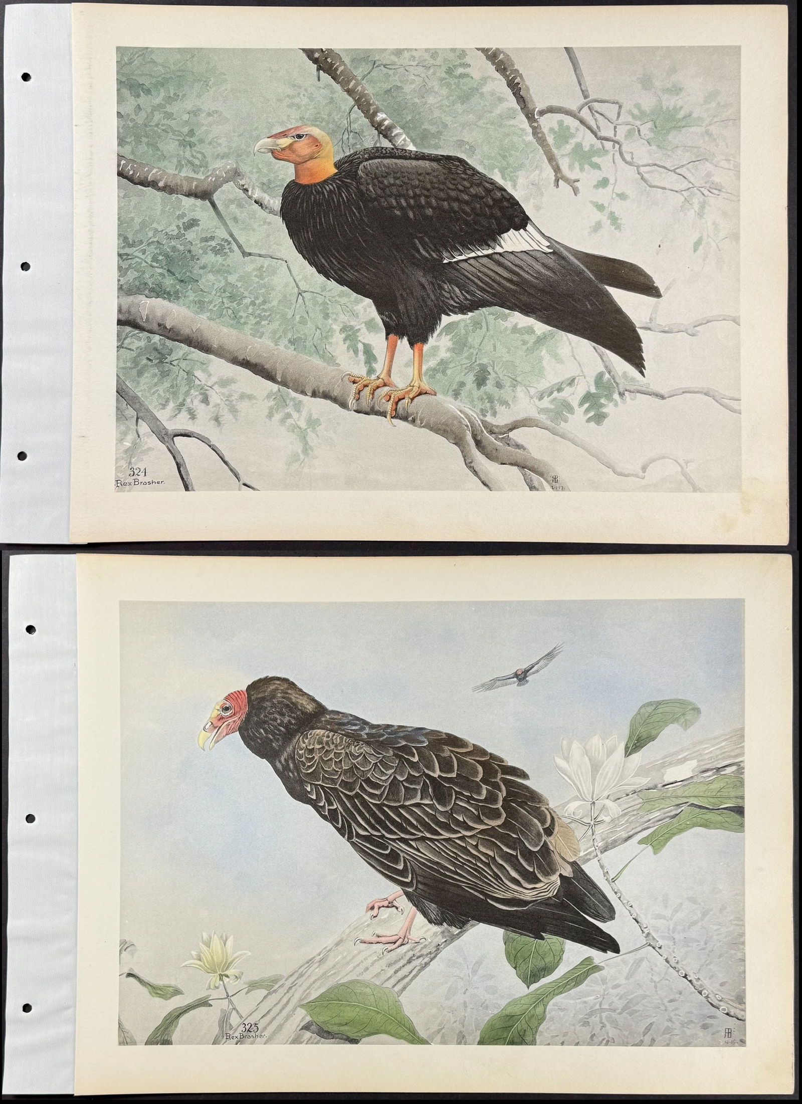 Brasher - 3 Vulture Prints (1 of 4)