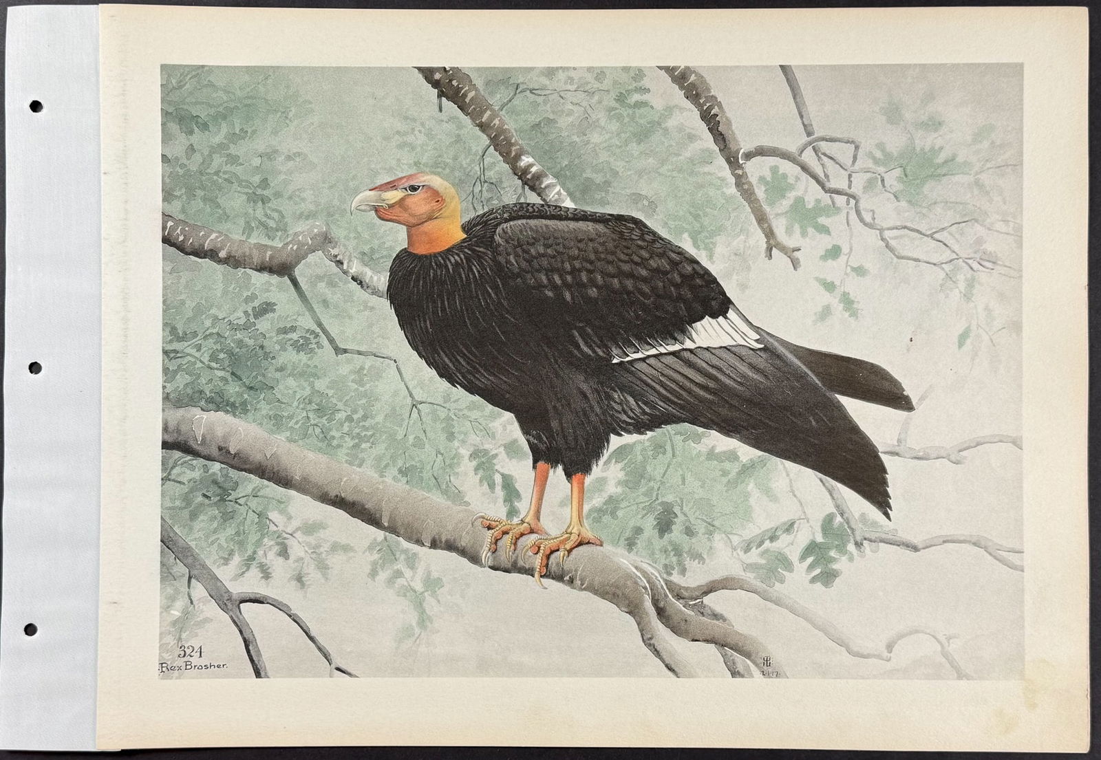 Brasher - 3 Vulture Prints - 2