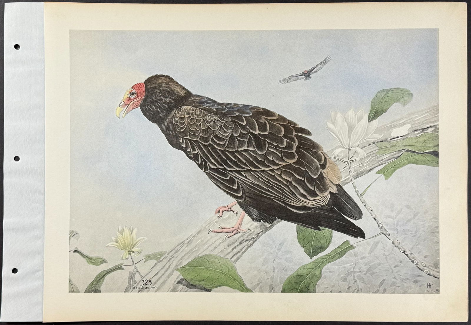 Brasher - 3 Vulture Prints - 3