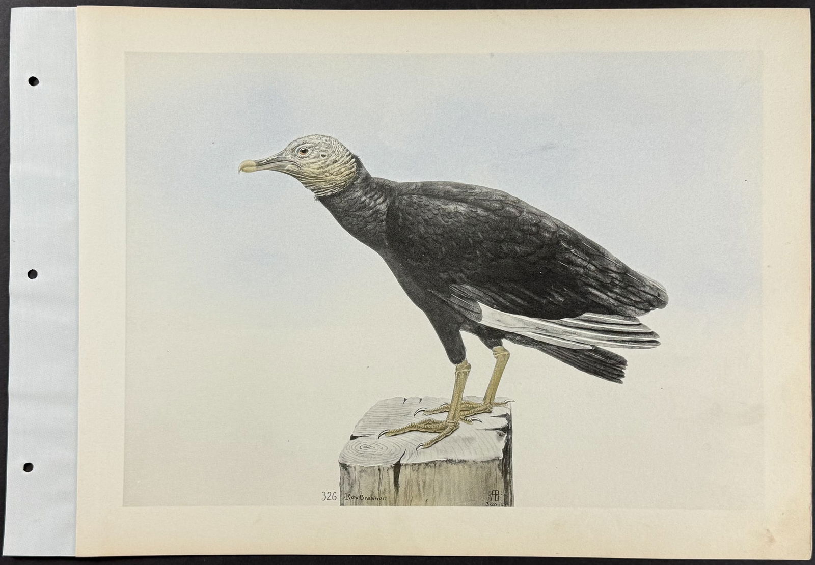 Brasher - 3 Vulture Prints - 4