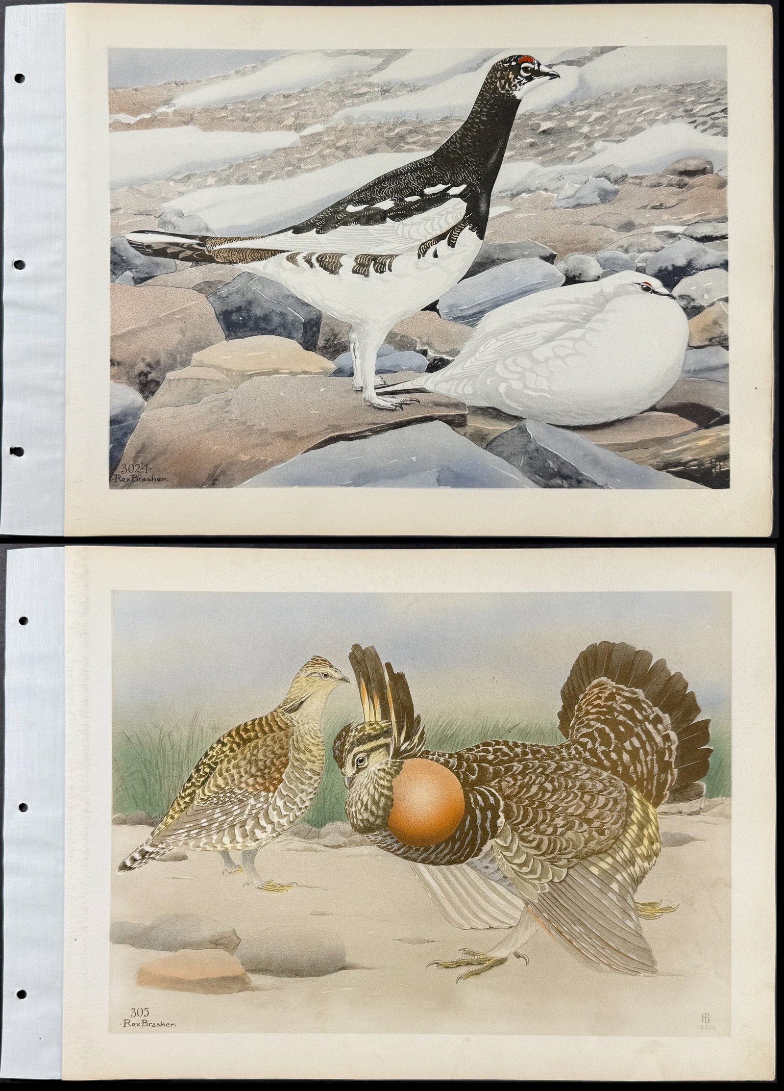 Brasher - 4 Ptarmigan & Prairie Chicken Prints (1 of 5)