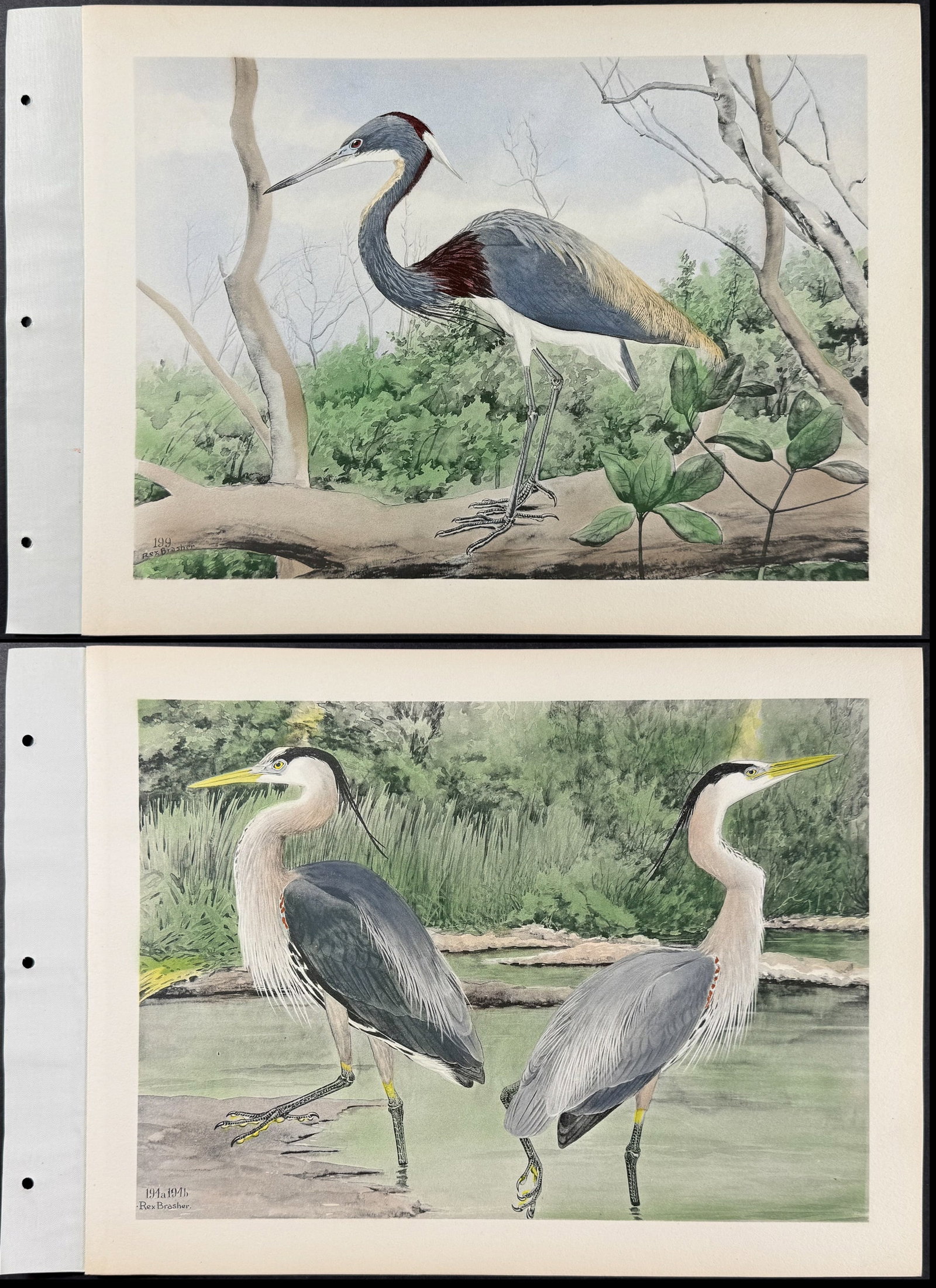 Brasher - Pair of Heron Prints (1 of 3)