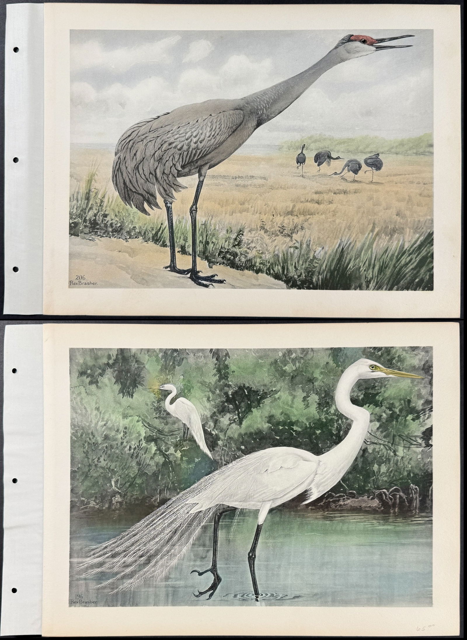 Brasher - Pair of Crane & Egret Prints: Included in this lot: Sandhill Crane. 206 Egret. 196 Description of the work: This wonderful, hand-colored folio collotype is from Rex Brasher's Birds and Trees of North America. The work was publishe