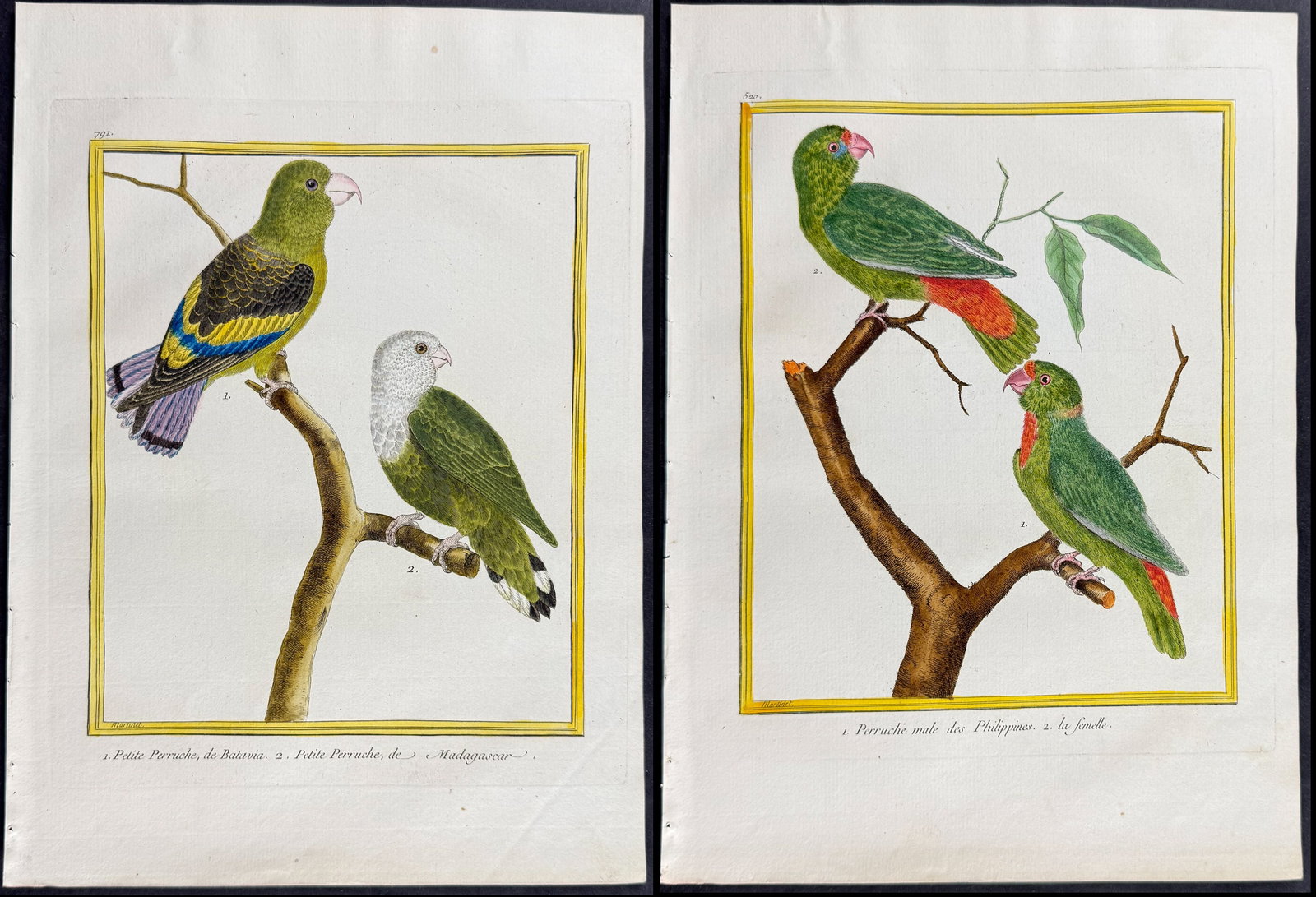 Martinet & Buffon - Pair of Parrot Engravings (1 of 3)
