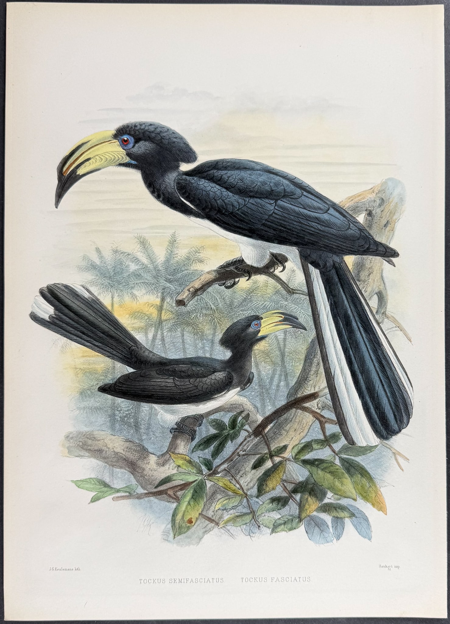 Elliot & Keulemans - Black-and-white-tail Hornbill: This beautiful hornbill lithograph is from Daniel Giraud Elliot's A Monograph of the Bucerotidae, or Family of the Hornbills. The work was published in New York by Taylor & Francis of London between 1