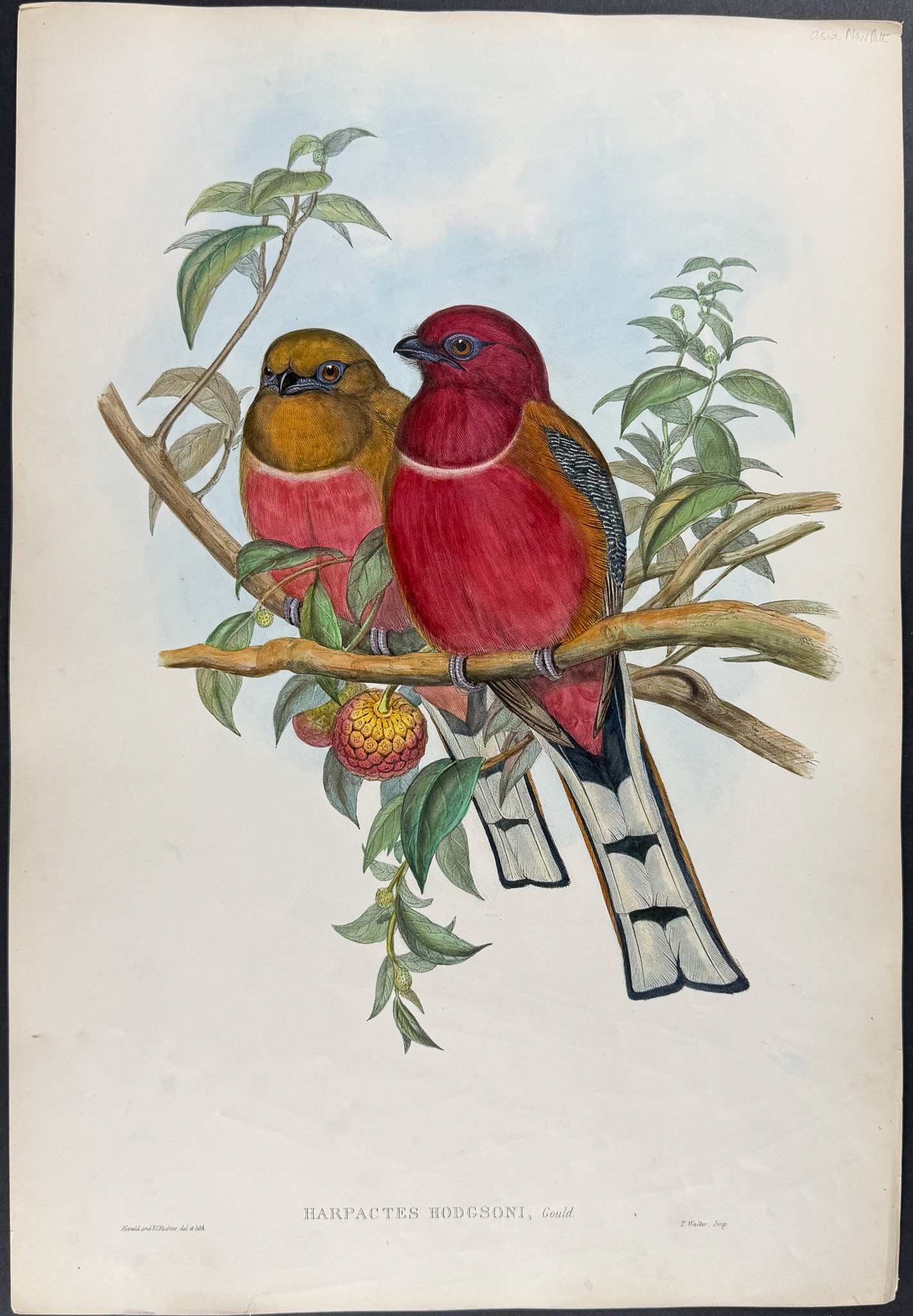 Gould, Asia - Hodgson's Trogon [Harpactes Hodgsoni]: This remarkable ornithology lithograph with hand-finished color is from the esteemed John Gould?s Birds of Asia published in London between 1850 and 1883. Henry Sotheran & Co purchased all of the
