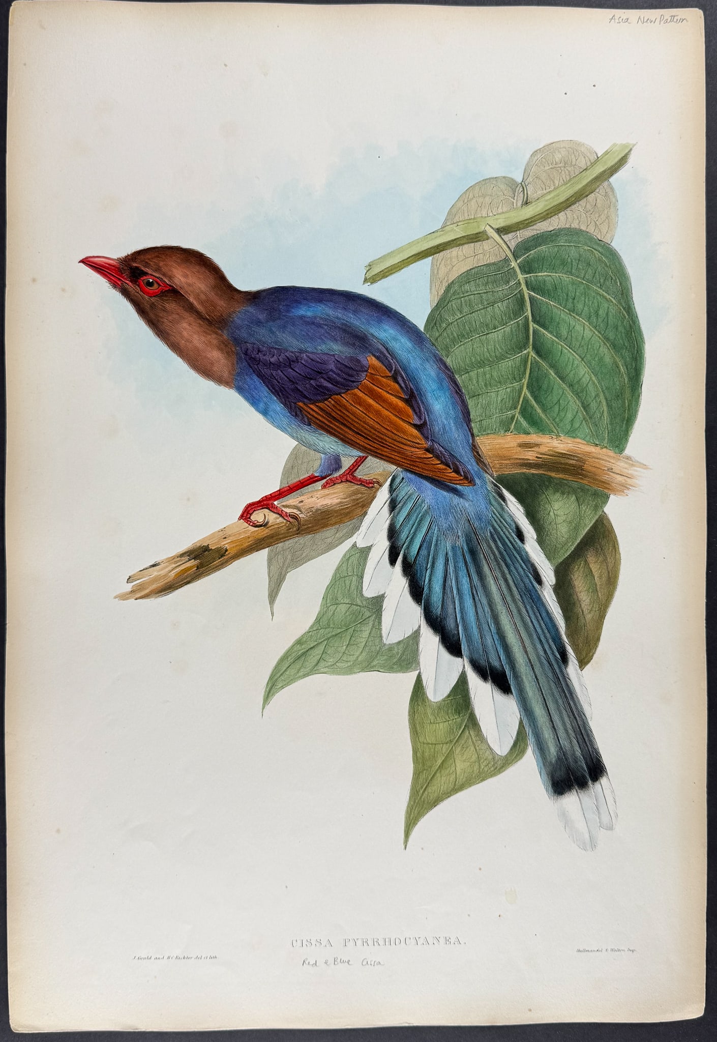 Gould, Asia - Red & Blue Cissa [Cissa Pyrrhocyanea]: This remarkable ornithology lithograph with hand-finished color is from the esteemed John Gould?s Birds of Asia published in London between 1850 and 1883. Henry Sotheran & Co purchased all of the rema