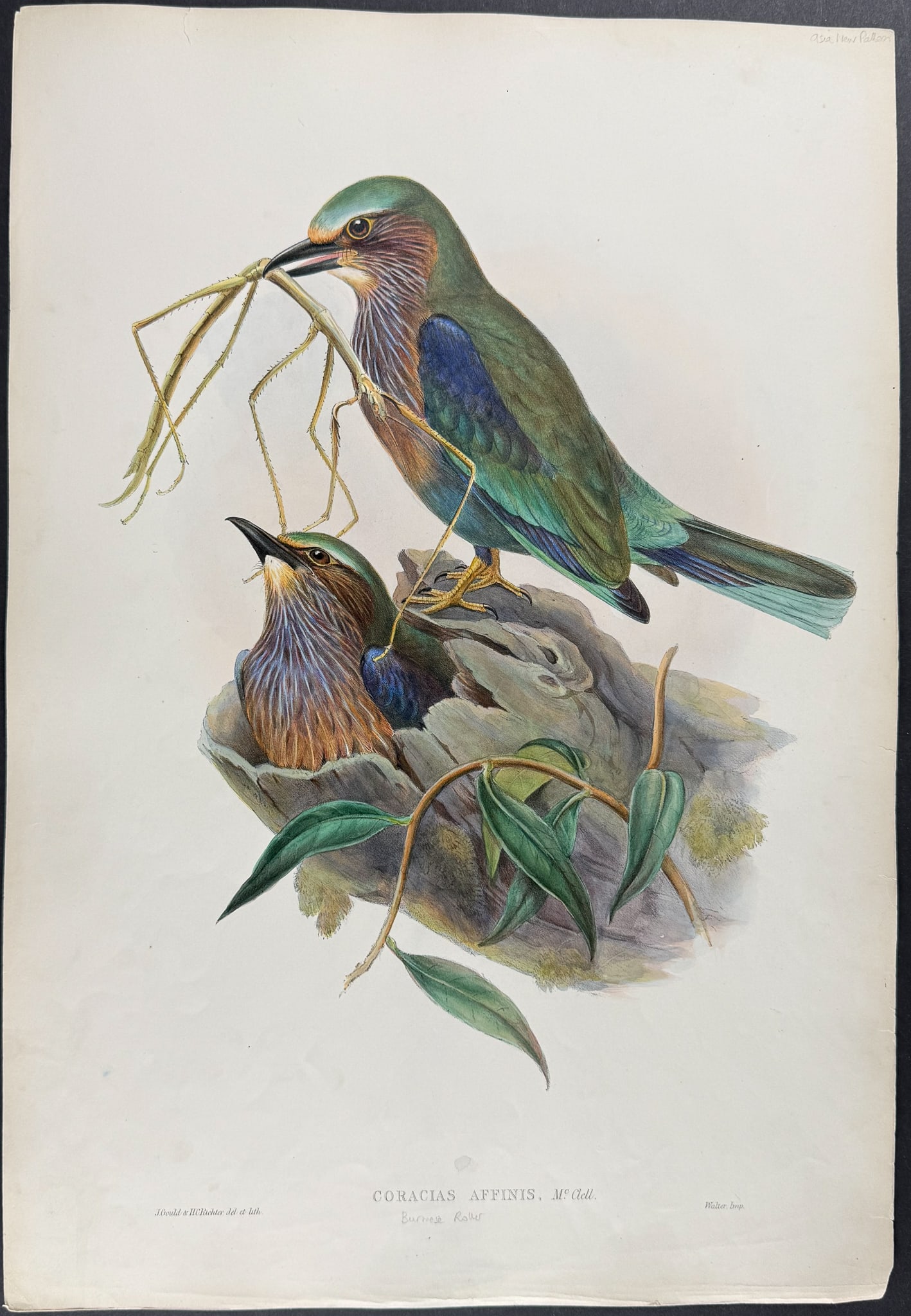 Gould, Asia - Burmese Roller [Coracias Affinis]: This remarkable ornithology lithograph with hand-finished color is from the esteemed John Gould?s Birds of Asia published in London between 1850 and 1883. Henry Sotheran & Co purchased all of the rema