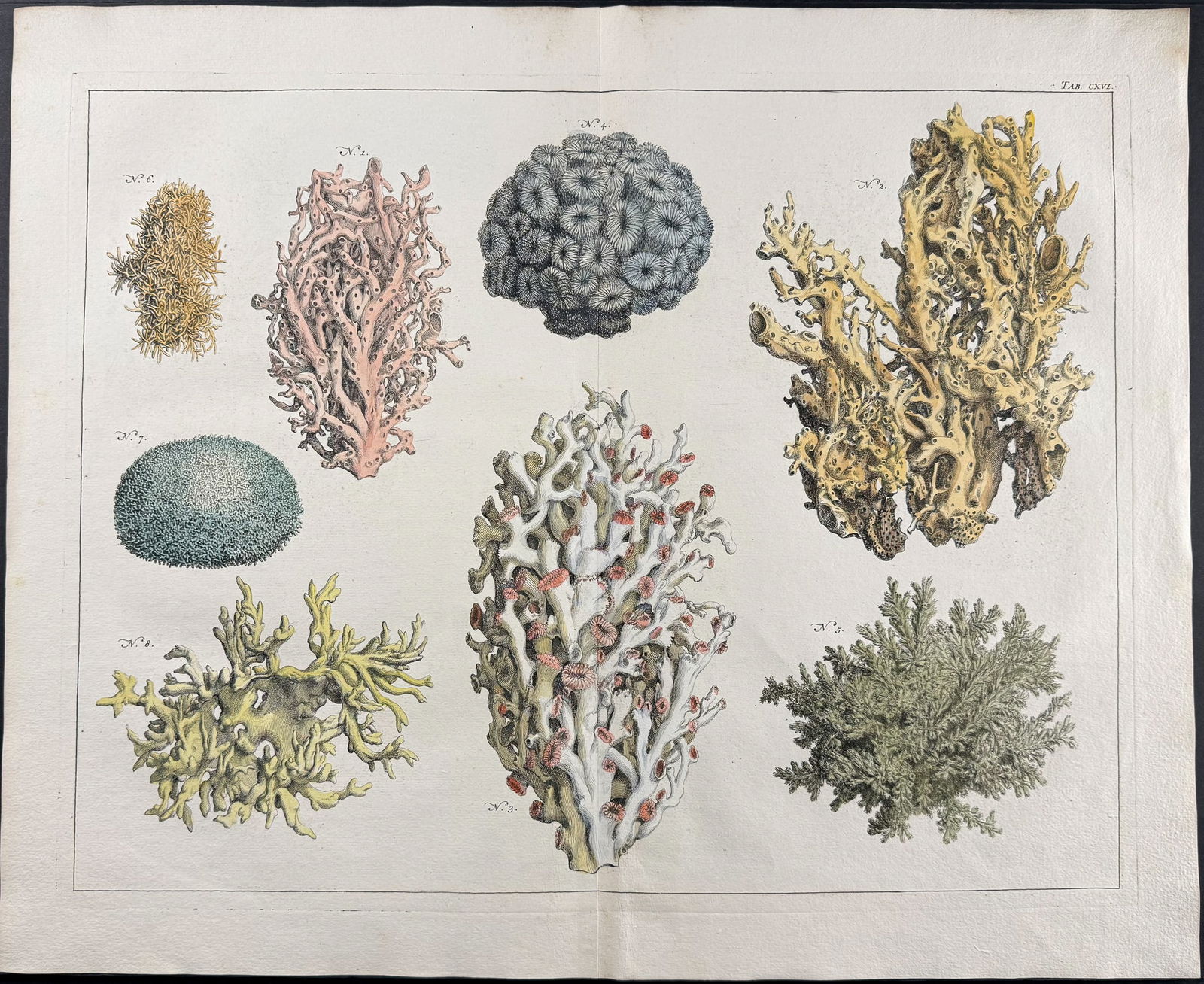 Seba - Coral. 116 (1 of 1)