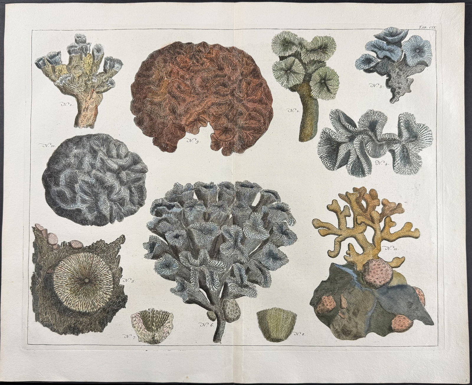 Seba - Coral. 119 (1 of 1)