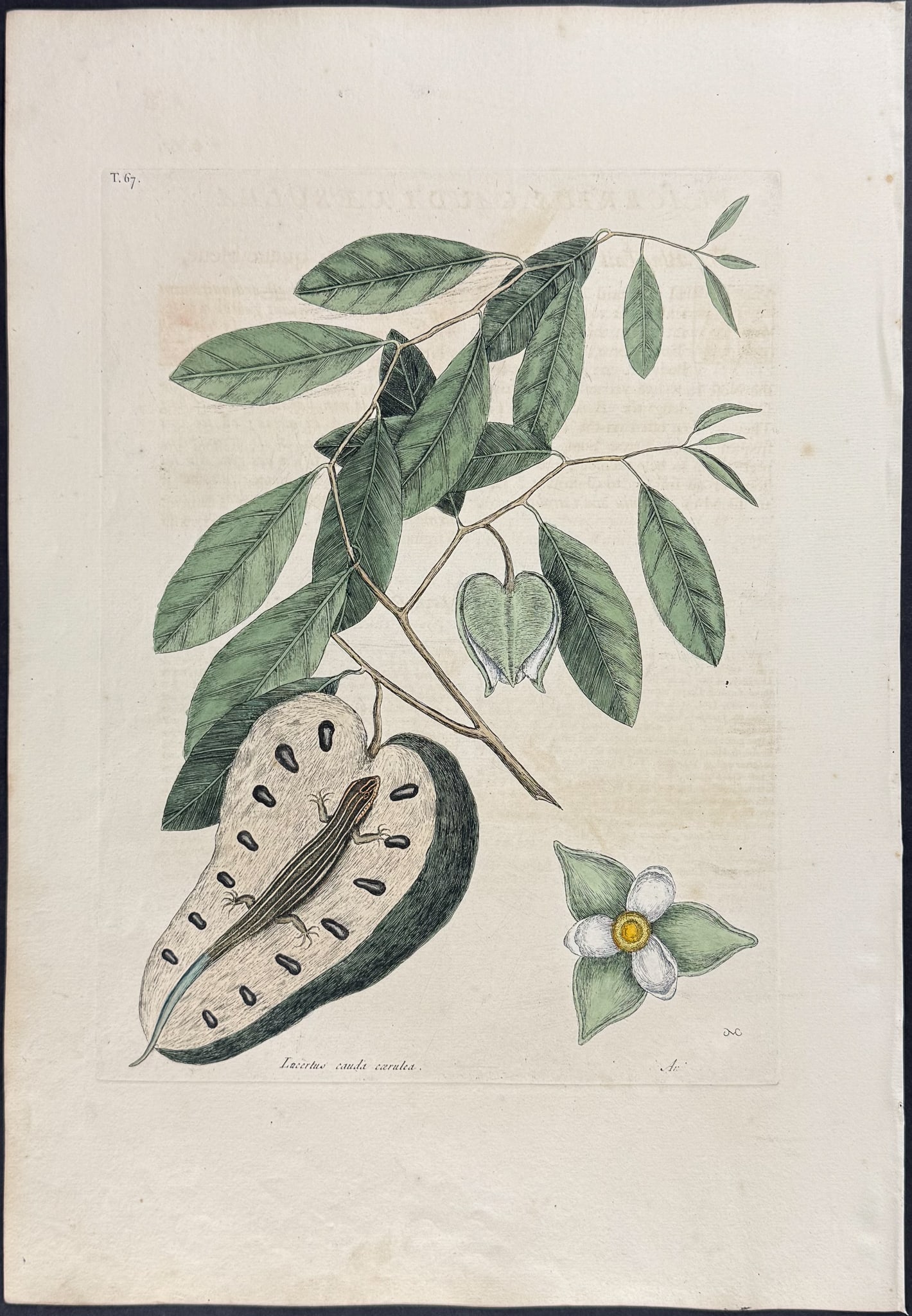 Catesby, First Ed - Blue-Tailed Lizard with Cherimoya. 2-67: We are pleased to offer this folio engraving from Mark Catesby?s The Natural History of Carolina, Florida and the Bahama Islands: Containing the Figures of Birds, Beasts, Fishes, Serpents, Insects, an