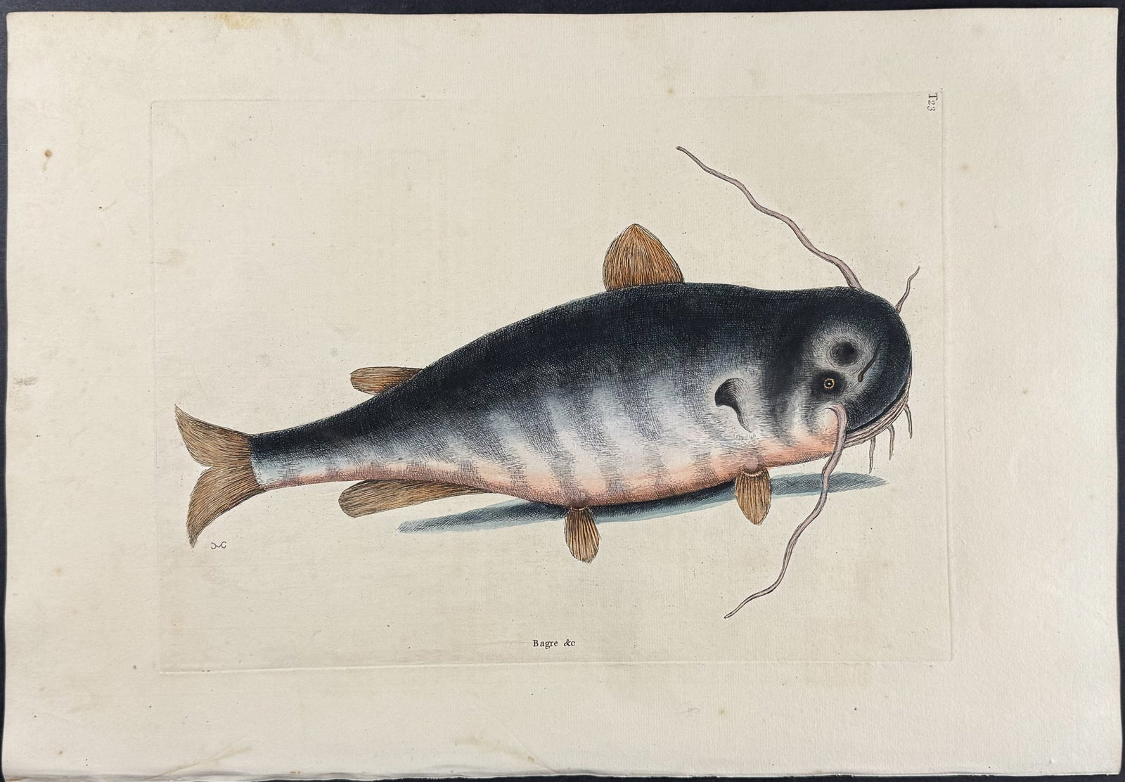 Catesby, First Ed - Cat Fish. 2-23: We are pleased to offer this folio engraving from Mark Catesby?s The Natural History of Carolina, Florida and the Bahama Islands: Containing the Figures of Birds, Beasts, Fishes, Serpents, Insects, an