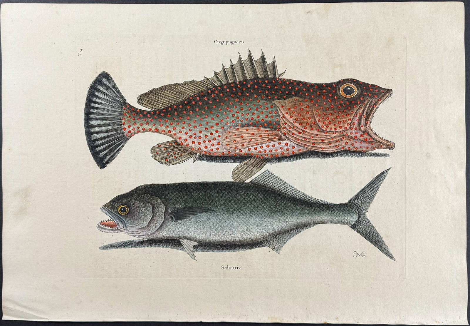 Catesby, First Ed - Hind & Skipjack. 2-14: We are pleased to offer this folio engraving from Mark Catesby?s The Natural History of Carolina, Florida and the Bahama Islands: Containing the Figures of Birds, Beasts, Fishes, Serpents, Insects, an