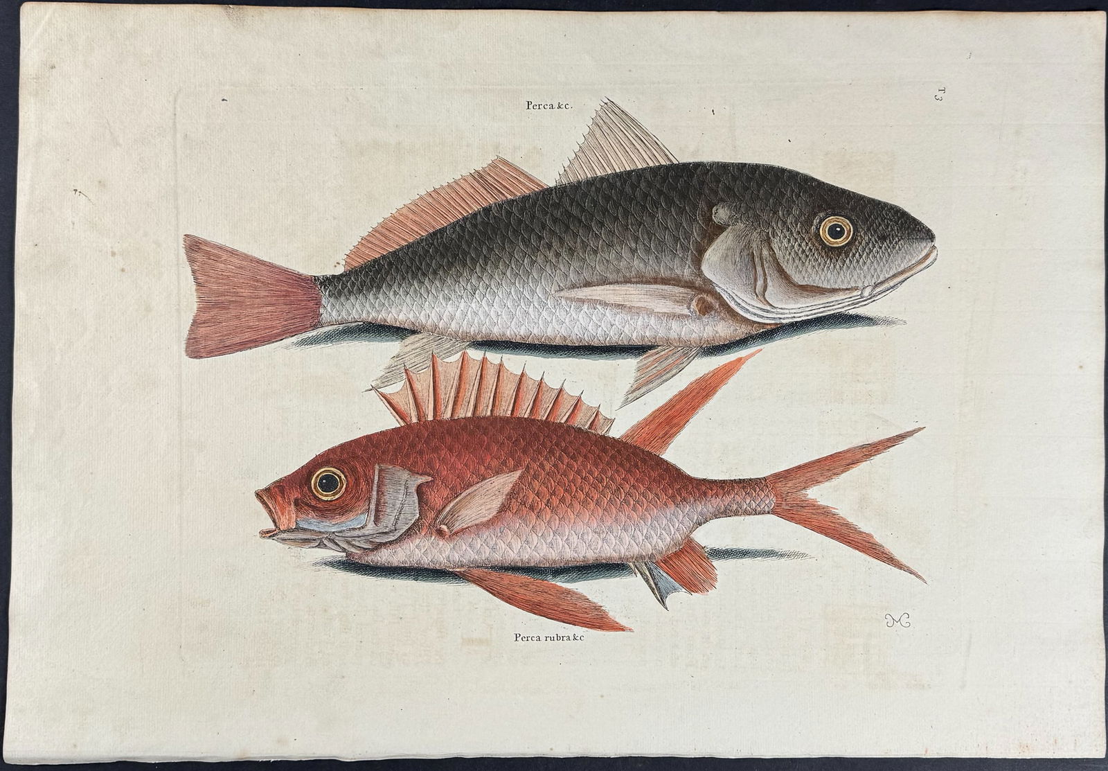Catesby, First Ed - Croker & Squirrel Fish. 2-3: We are pleased to offer this folio engraving from Mark Catesby?s The Natural History of Carolina, Florida and the Bahama Islands: Containing the Figures of Birds, Beasts, Fishes, Serpents, Insects, an