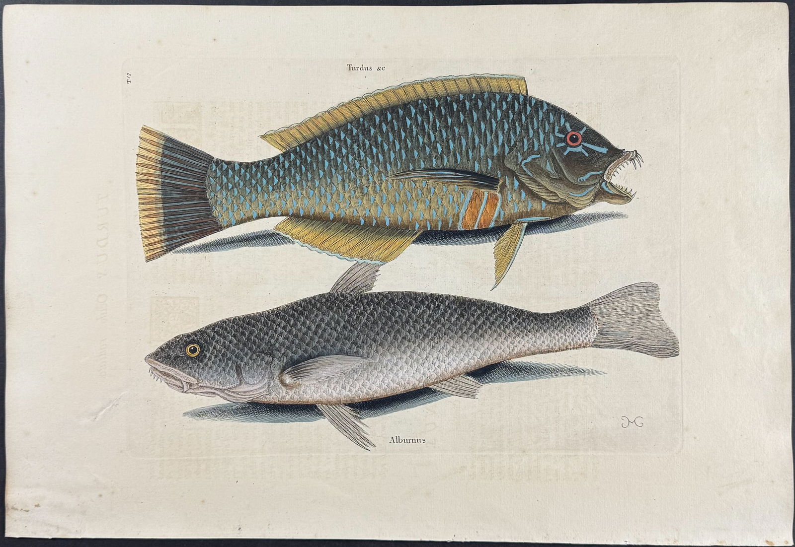 Catesby, First Ed - Pudding-Wife & Carolina Whiting. 2-12: We are pleased to offer this folio engraving from Mark Catesby?s The Natural History of Carolina, Florida and the Bahama Islands: Containing the Figures of Birds, Beasts, Fishes, Serpents, Insects, an