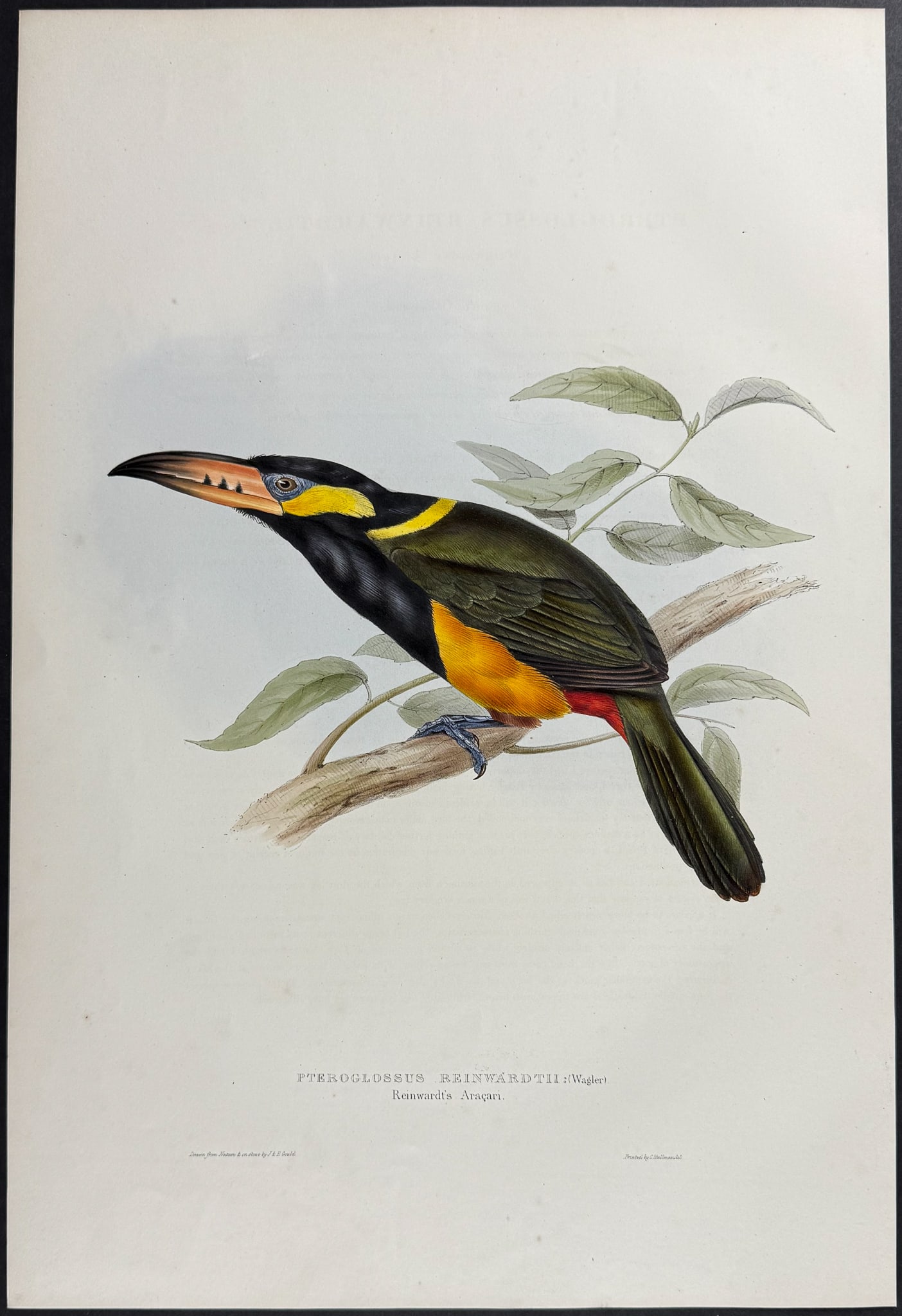 Gould - Reinwardt's Toucanet: This exquisite lithograph is from the first edition of John Gould's A Monograph of the Ramphastidae, or Family of Toucans. The work was published in London between 1833 and 1835. Many consider this