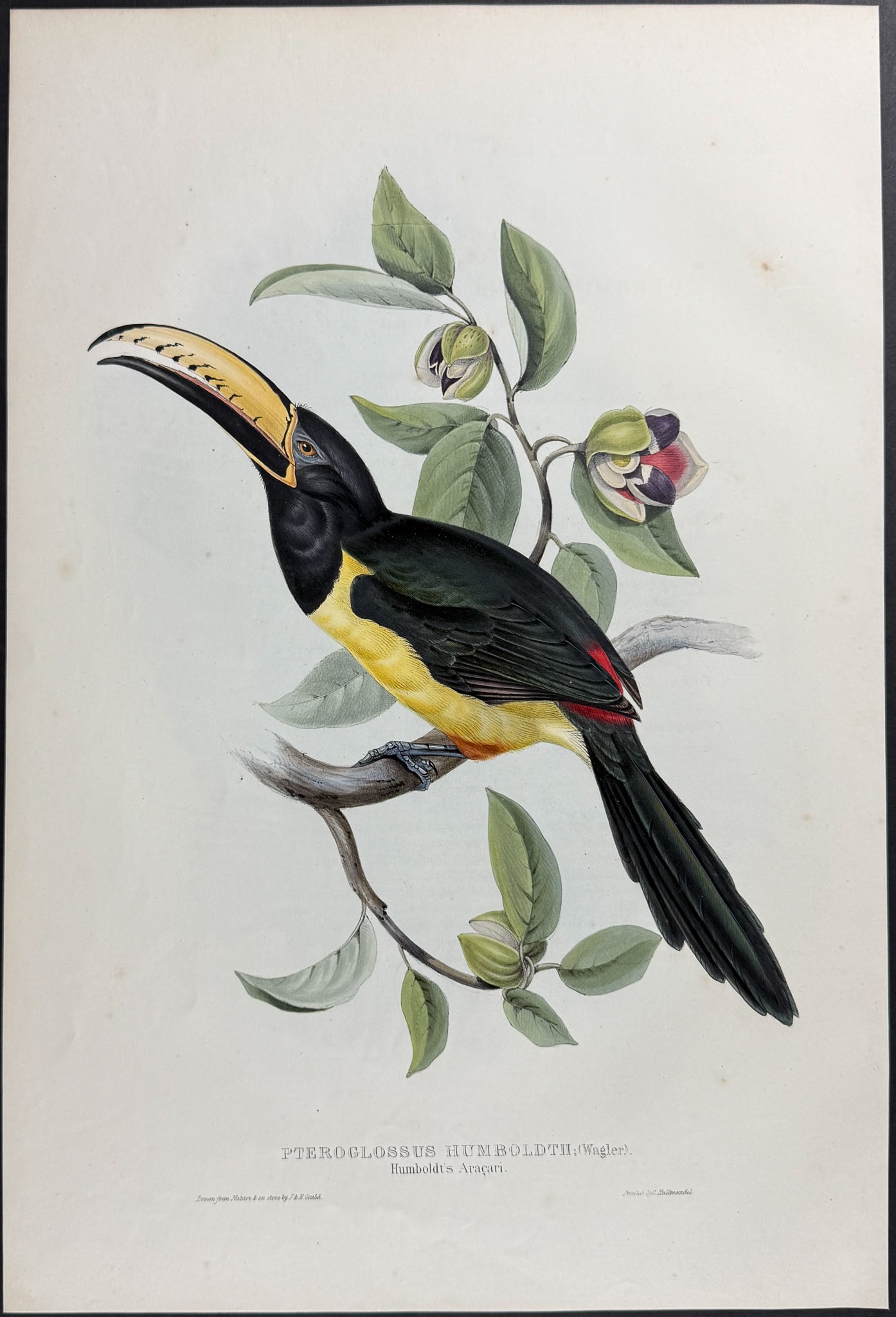 Gould - Humboldt's Aracari or Toucan: This exquisite lithograph is from the first edition of John Gould's A Monograph of the Ramphastidae, or Family of Toucans. The work was published in London between 1833 and 1835. Many consider this wo