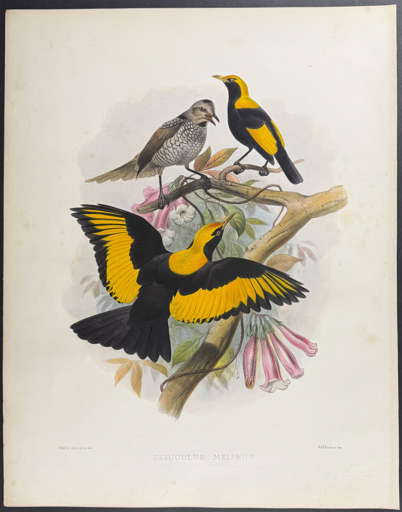 Elliot - Regent Bird: This stunning folio lithograph is from Daniel Giraud Elliot's A Monograph of the Paradiseidae, or Birds of Paradise. The work was published in London by the Elliot for subscribers in 1873. Each
