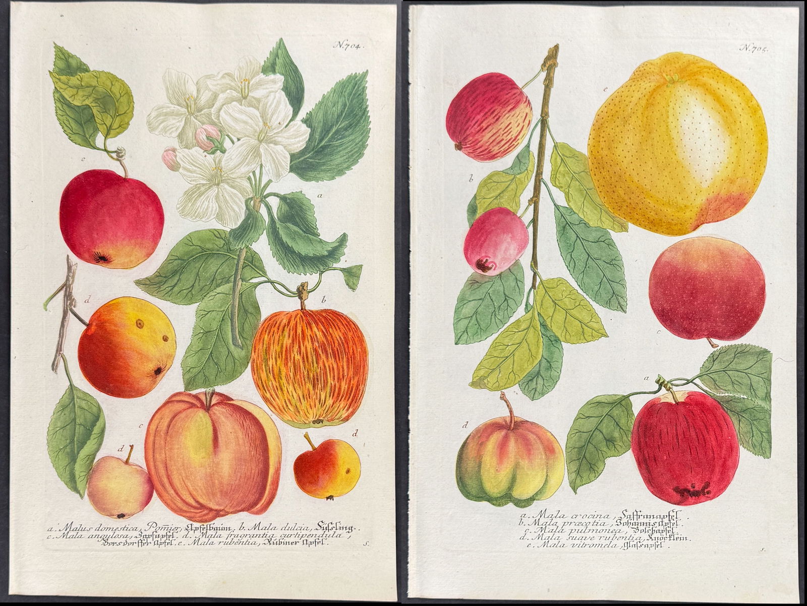 Weinmann - 4 Apple Engravings (1 of 5)