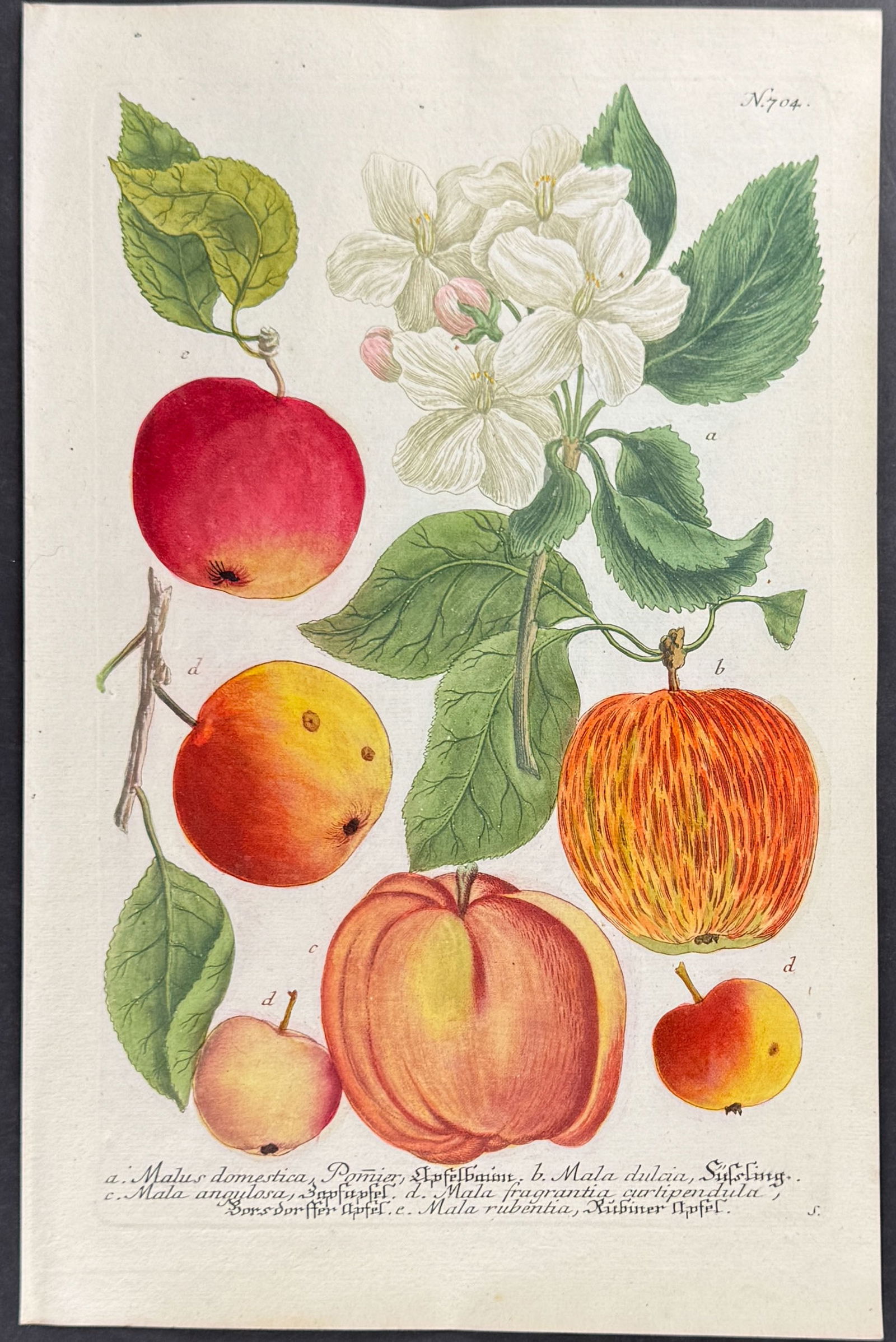 Weinmann - 4 Apple Engravings - 2